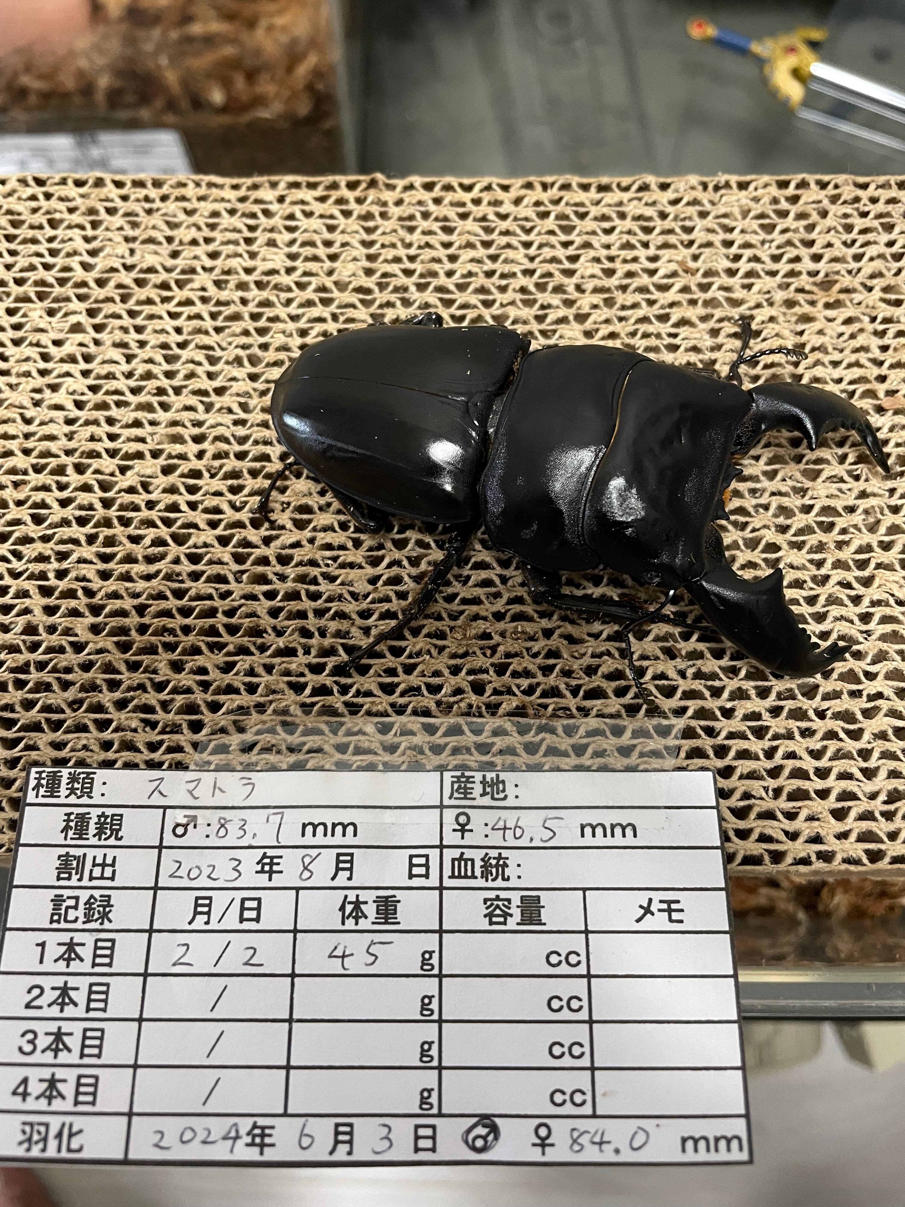 ◇◇大型能勢産オオクワ83ミリupペア◇◇C マニアあこがれ能勢の
