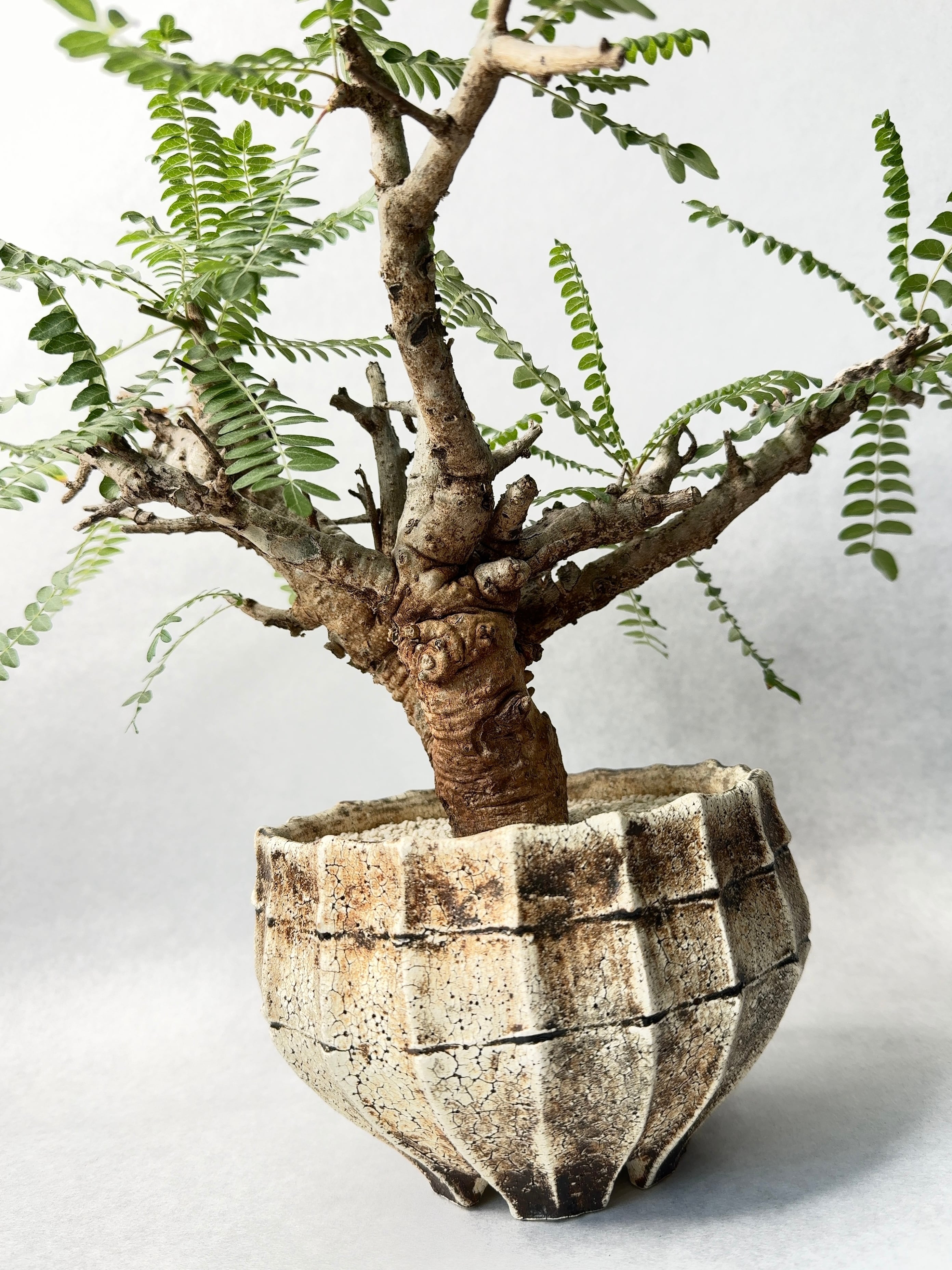 ボスヴェリア　ネグレクタ　現地球　良型　低重心 ボスウェリア ネグレクタ 発根済み 現地球 ベアルート 塊根植物