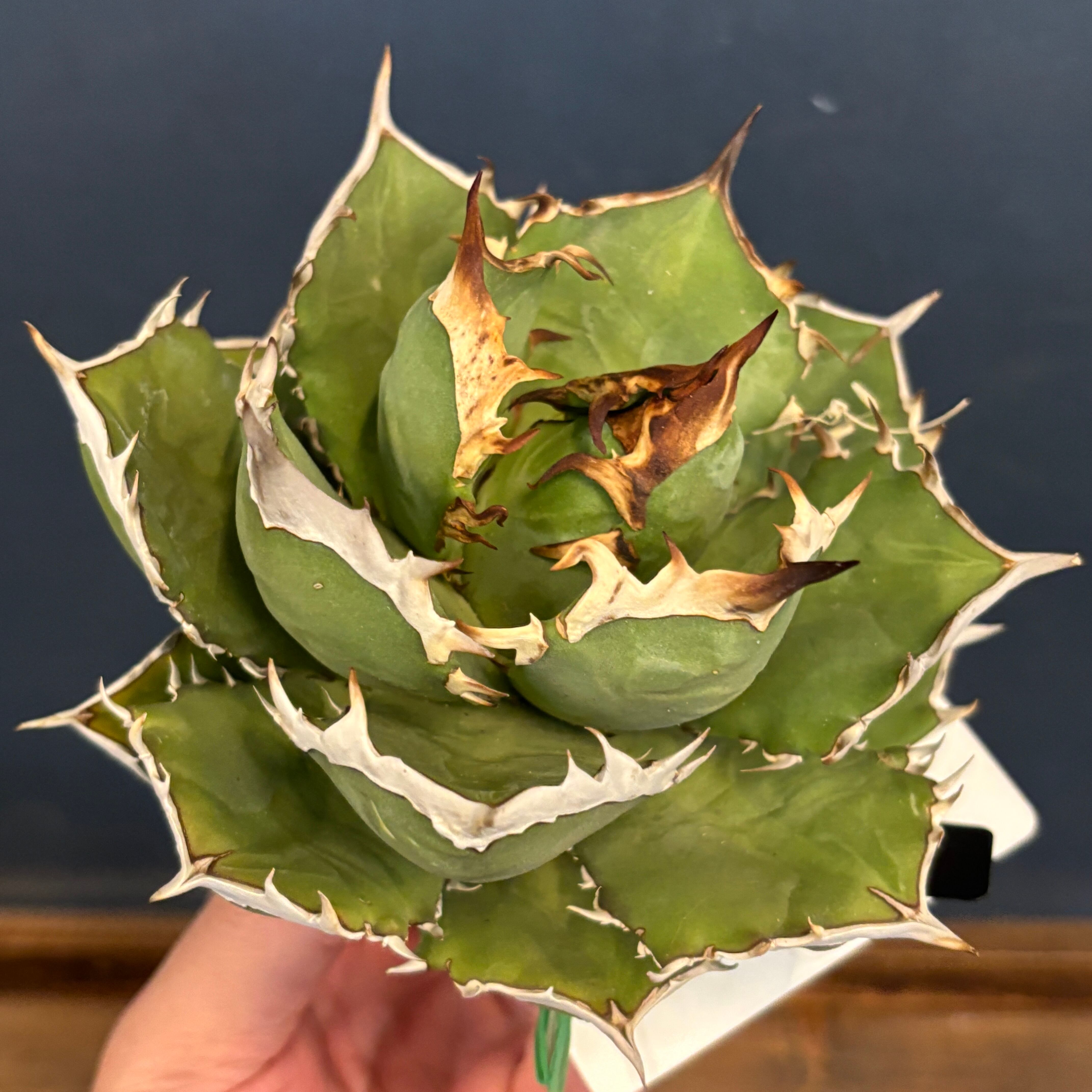 PROTOLEAF プロトリーフ