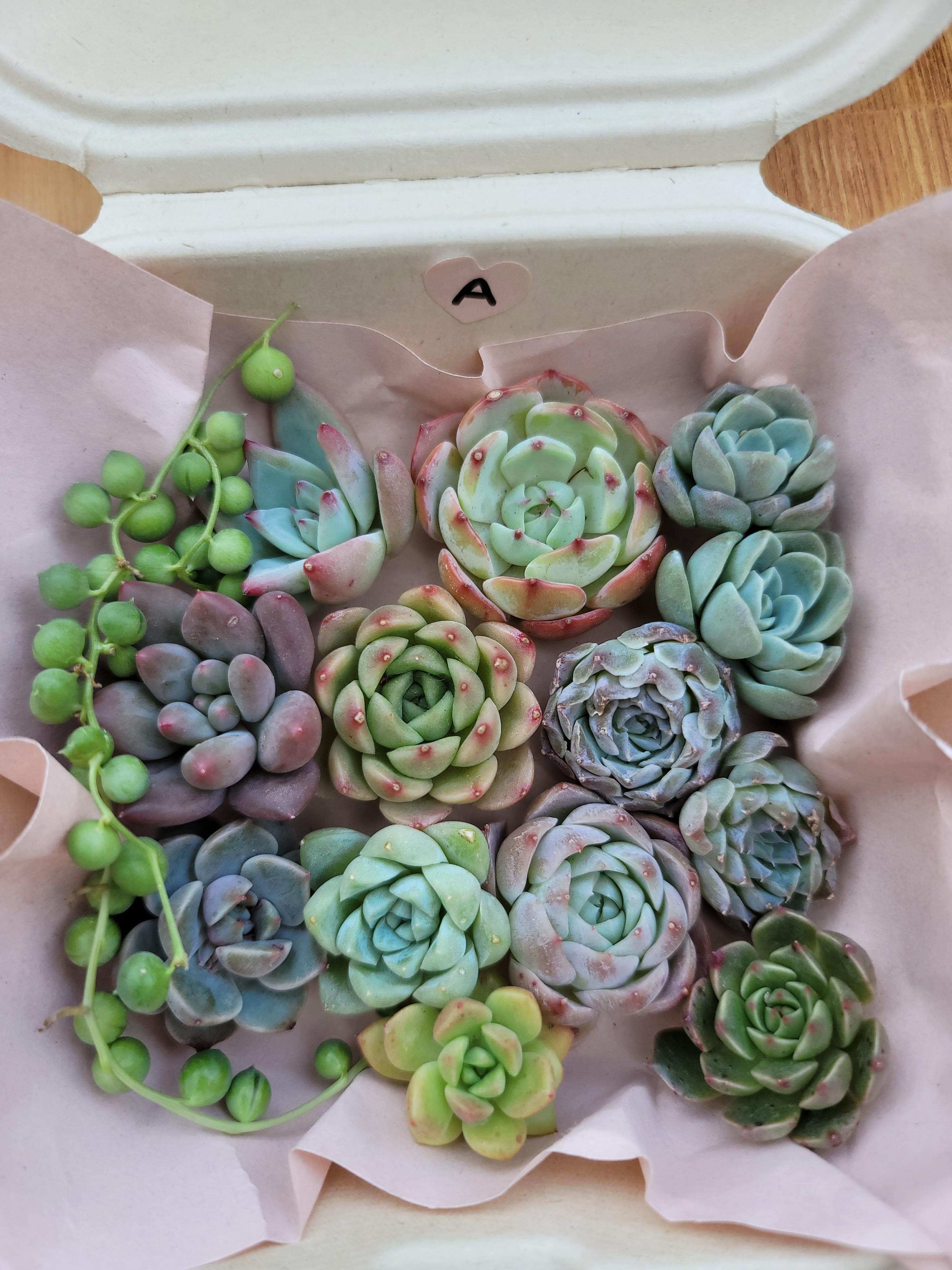 多肉弁当 お買い得 A | 多肉植物 shadonmama