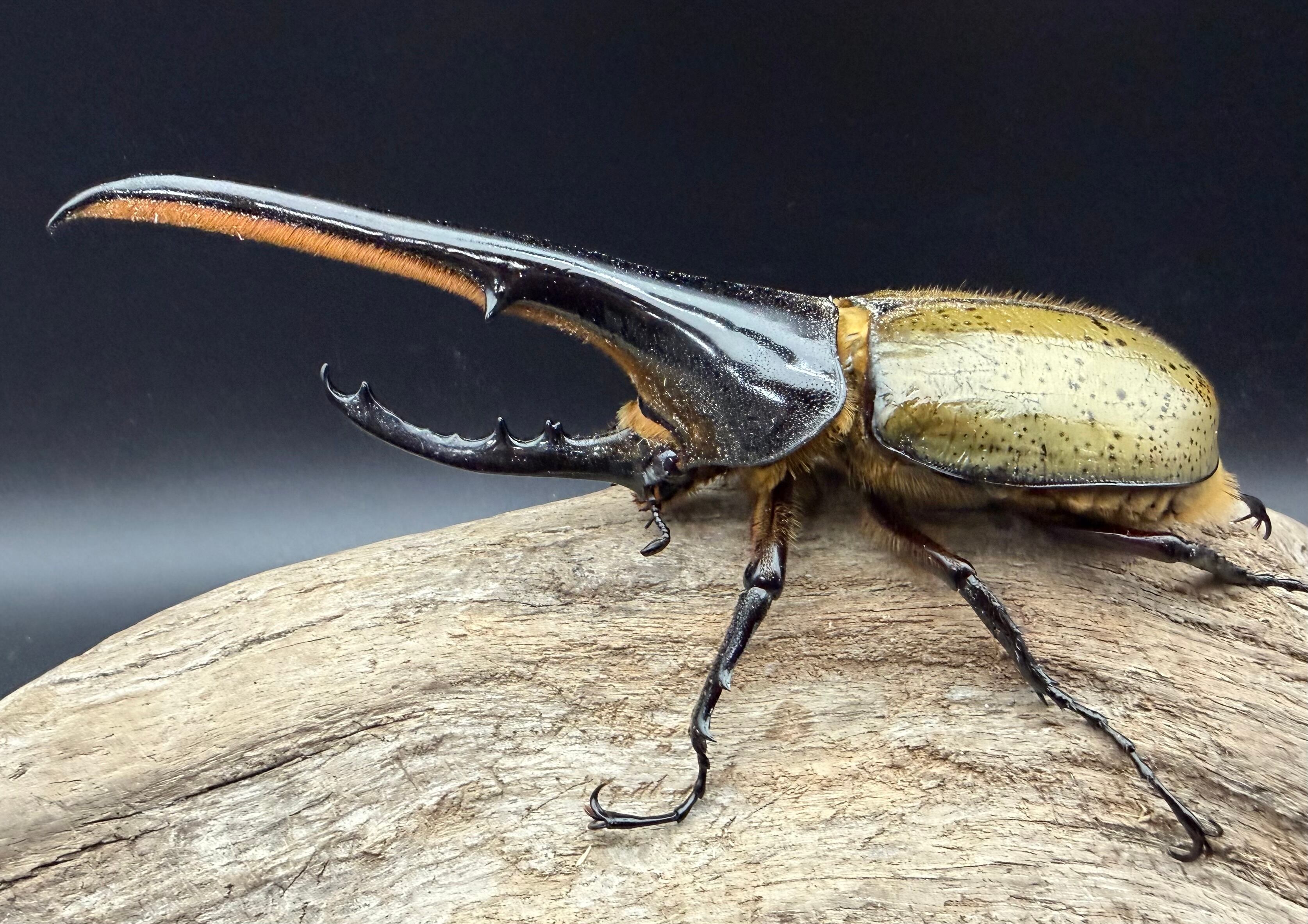 ヘラクレス・ヘラクレス 145mm ペア》 | KPW公式オンラインショップ