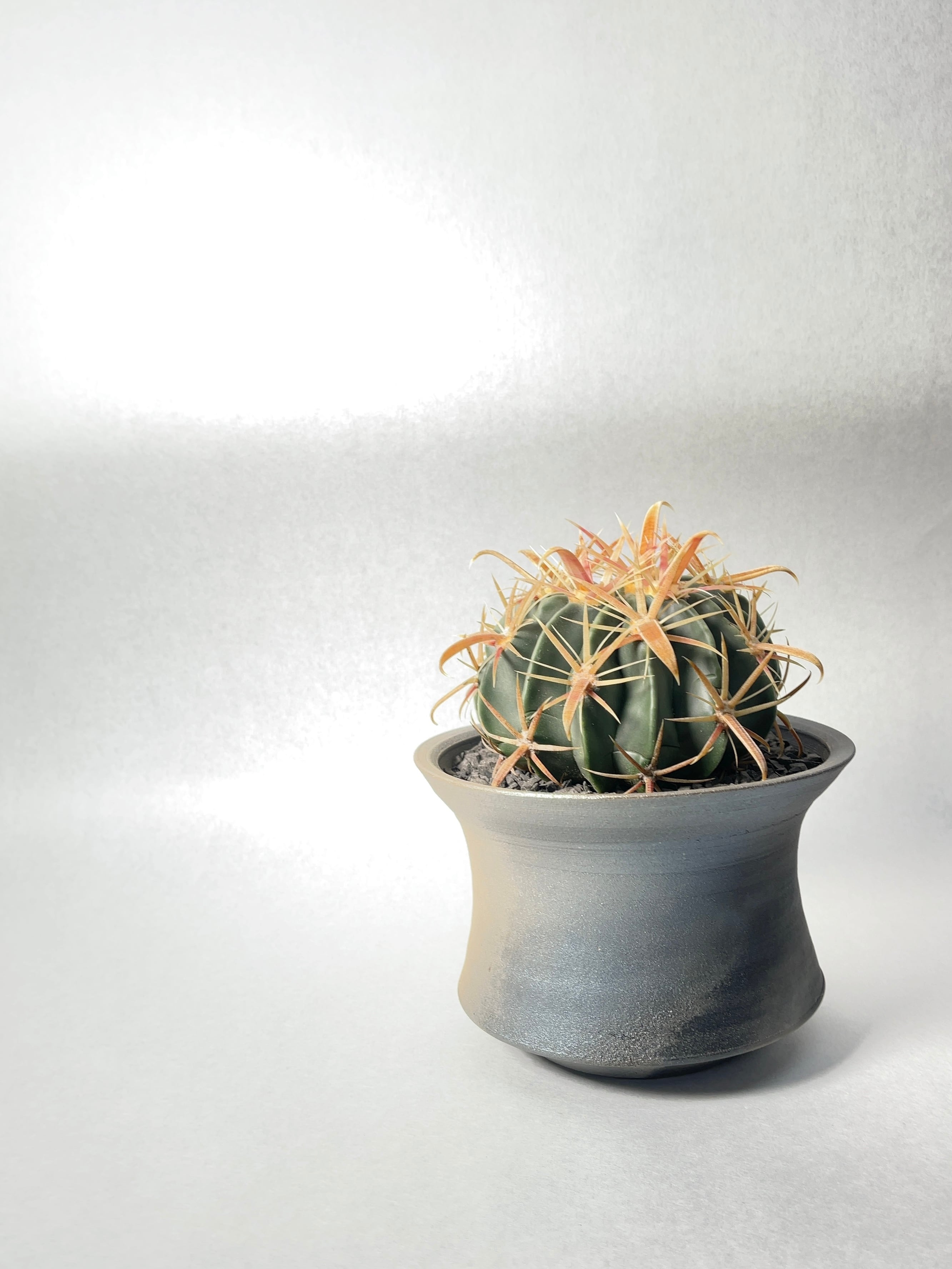 フェロカクタス・日の出丸 | trigger