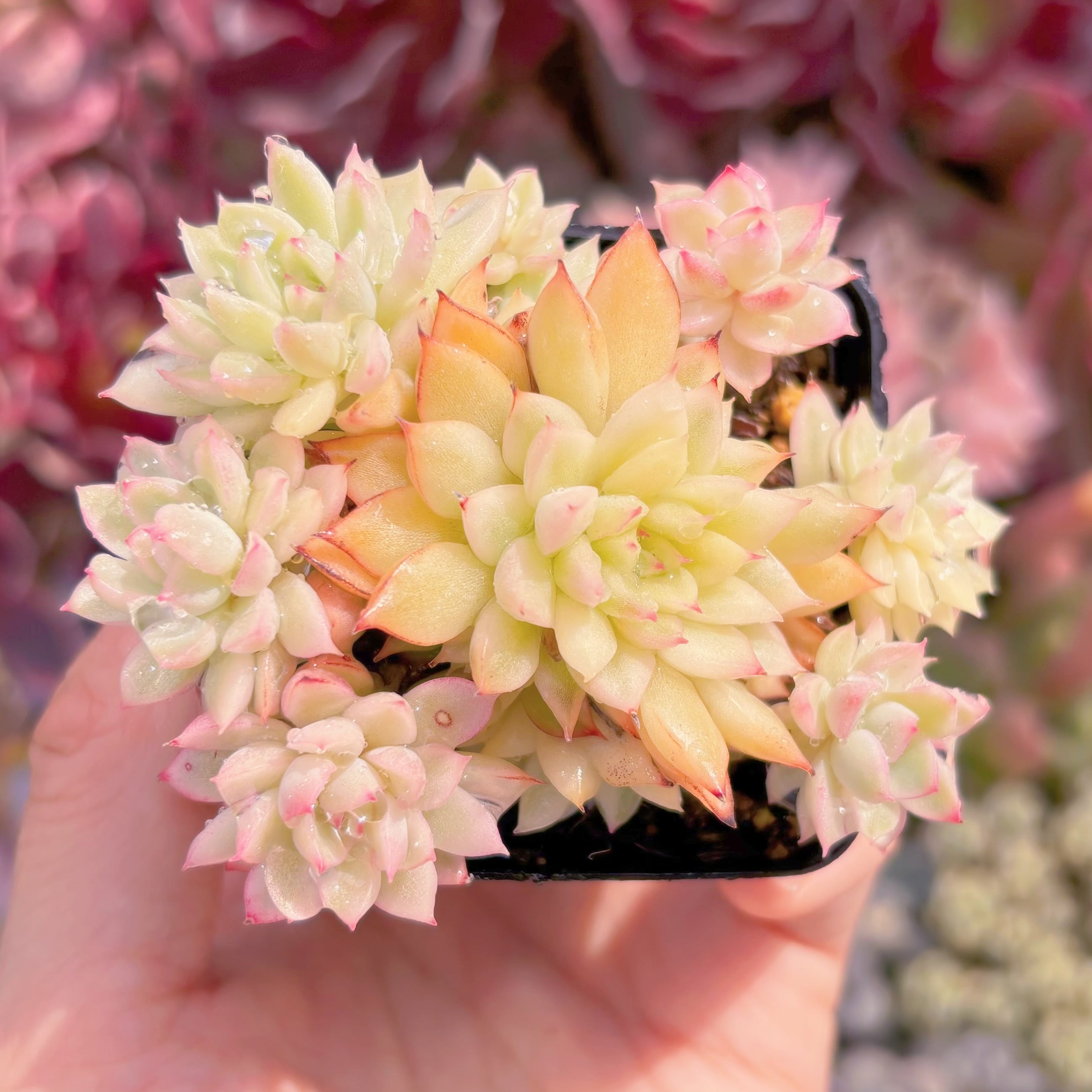 現品　女雛錦錦#C06　群生　るる農園