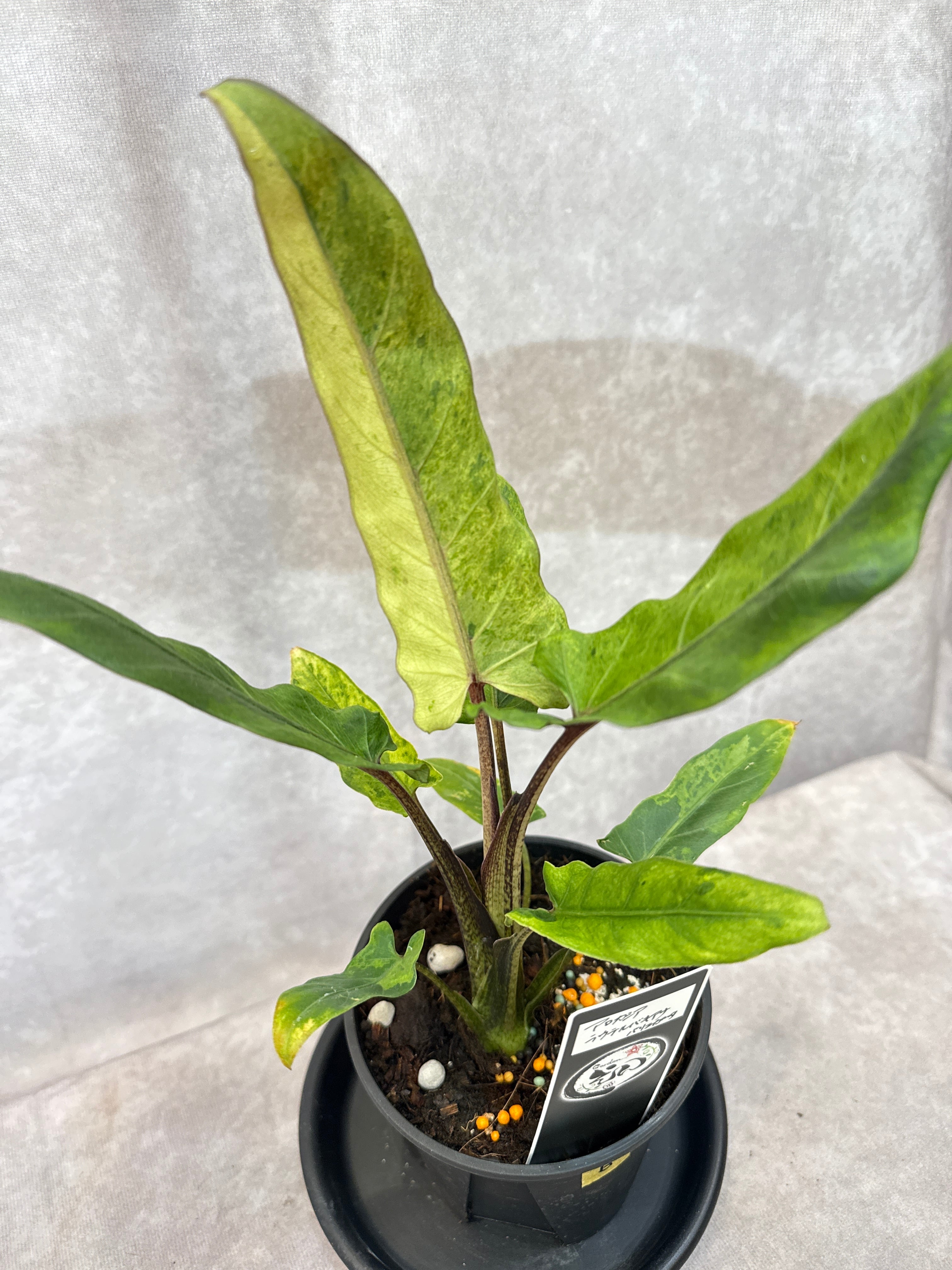 アグラオネマ　パープルマイティアラ B Aglaonema purple my tiara / パープルマイティアラ | Gardenえん