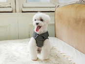 フォーマルハーネス