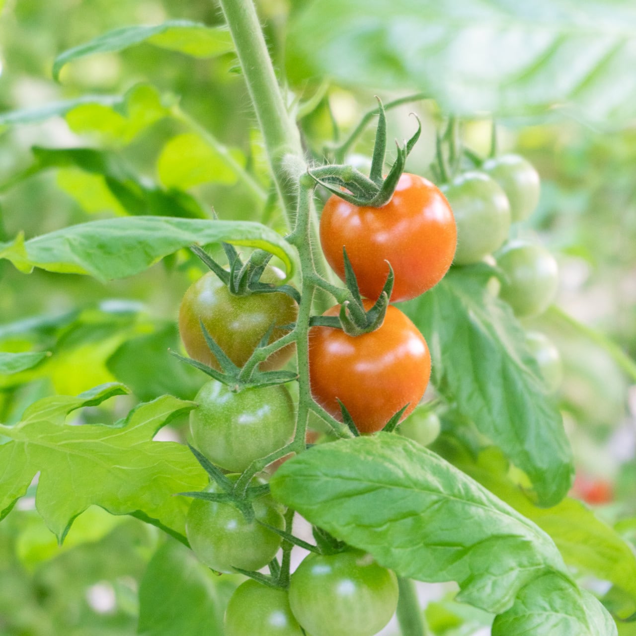 ミニトマト｜1kg | POMONA FARM