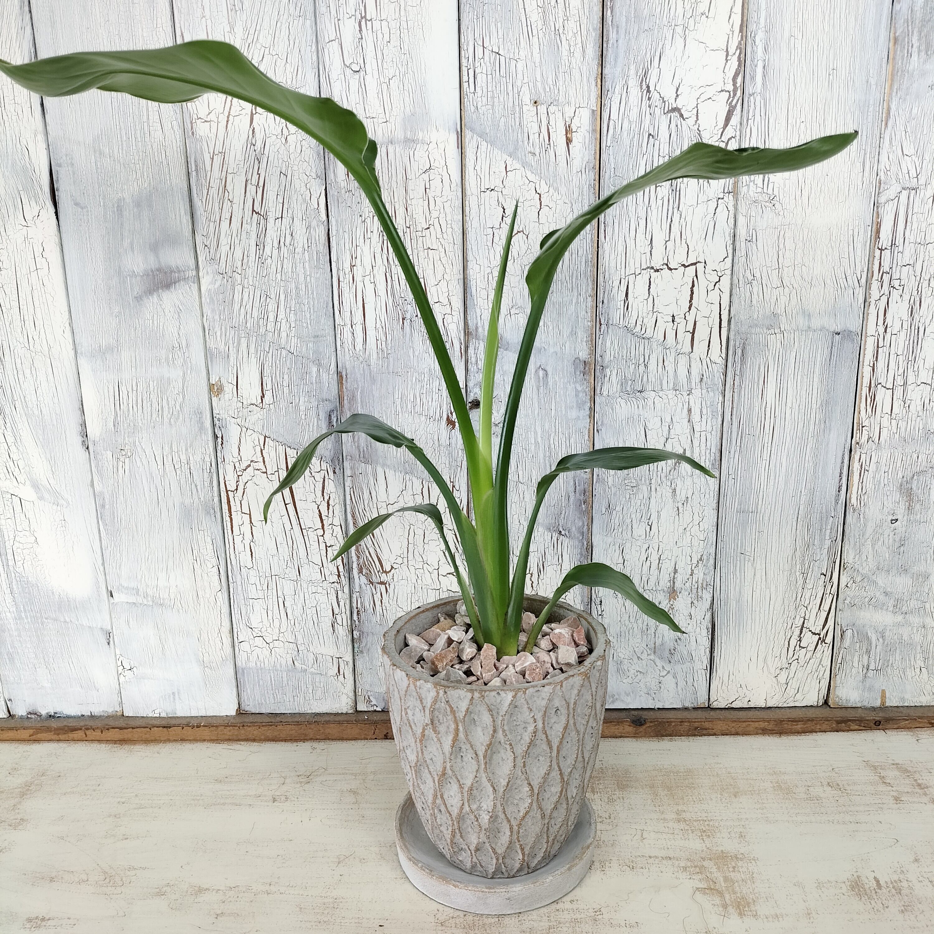 ストレリチア オーガスタ 観葉植物 | 陽華園