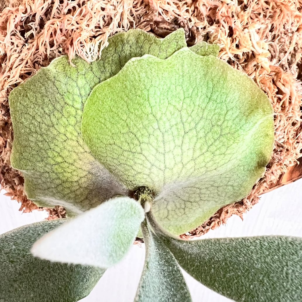 ビカクシダ レモイネイ 板付【観葉植物 室内 コウモリラン