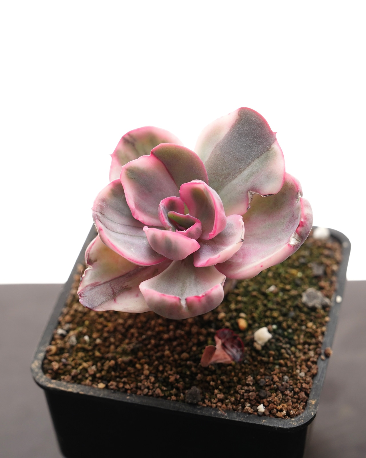 抜き苗 ブルーローズ錦 Echeveria 'Blue Rose Variegated'