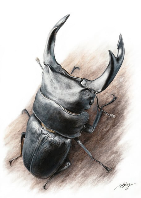 昆虫イラスト 色鉛筆画（プリント）オオクワガタ | Pay ID