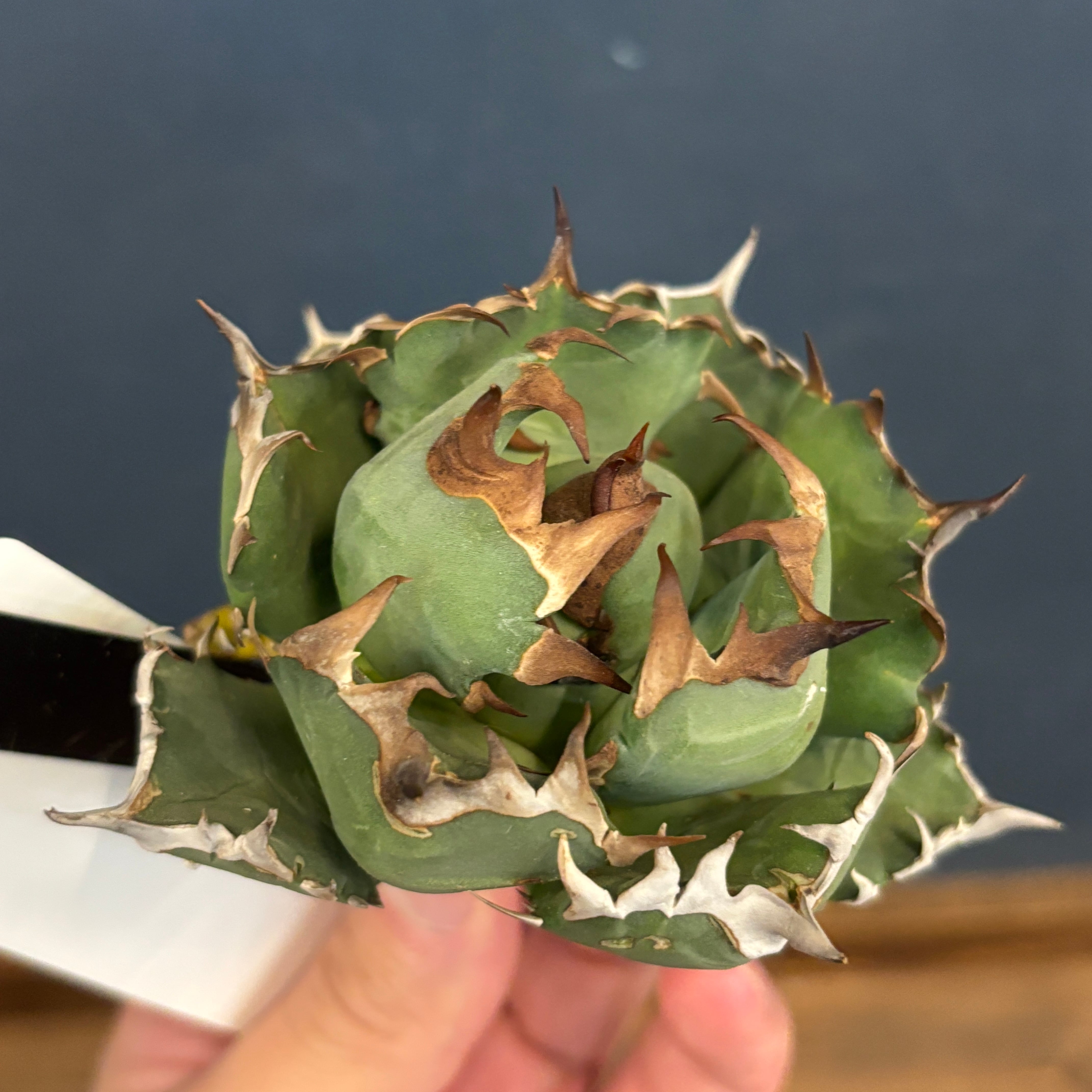 アガベ | PROTOLEAF プロトリーフ