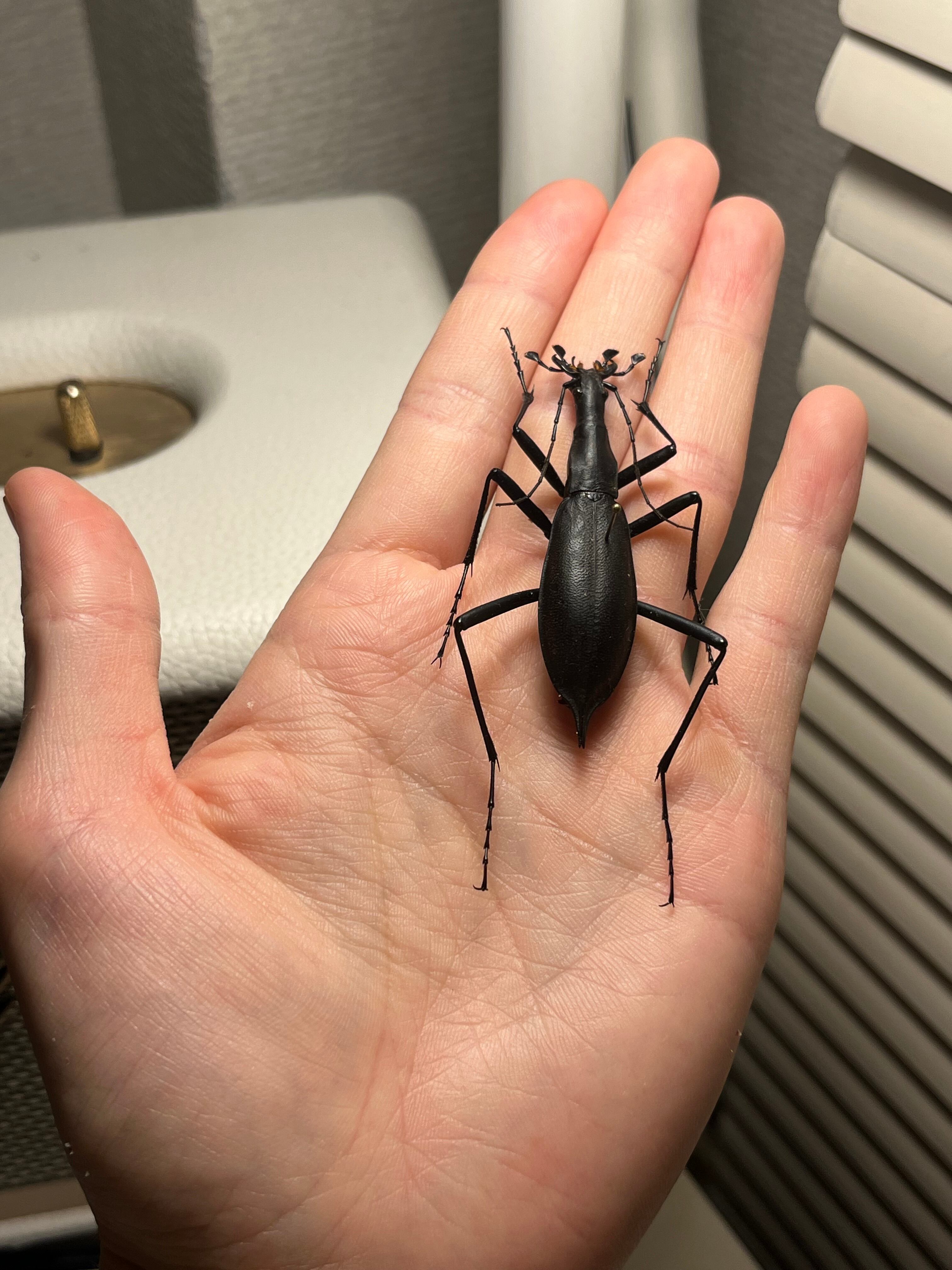 【蝸牛被最大種】フクエマイマイカブリ ホンマイマイカブリ 昆虫標本 蝸牛被最大種】フクエマイマイカブリ ホンマイマイカブリ 昆虫標本