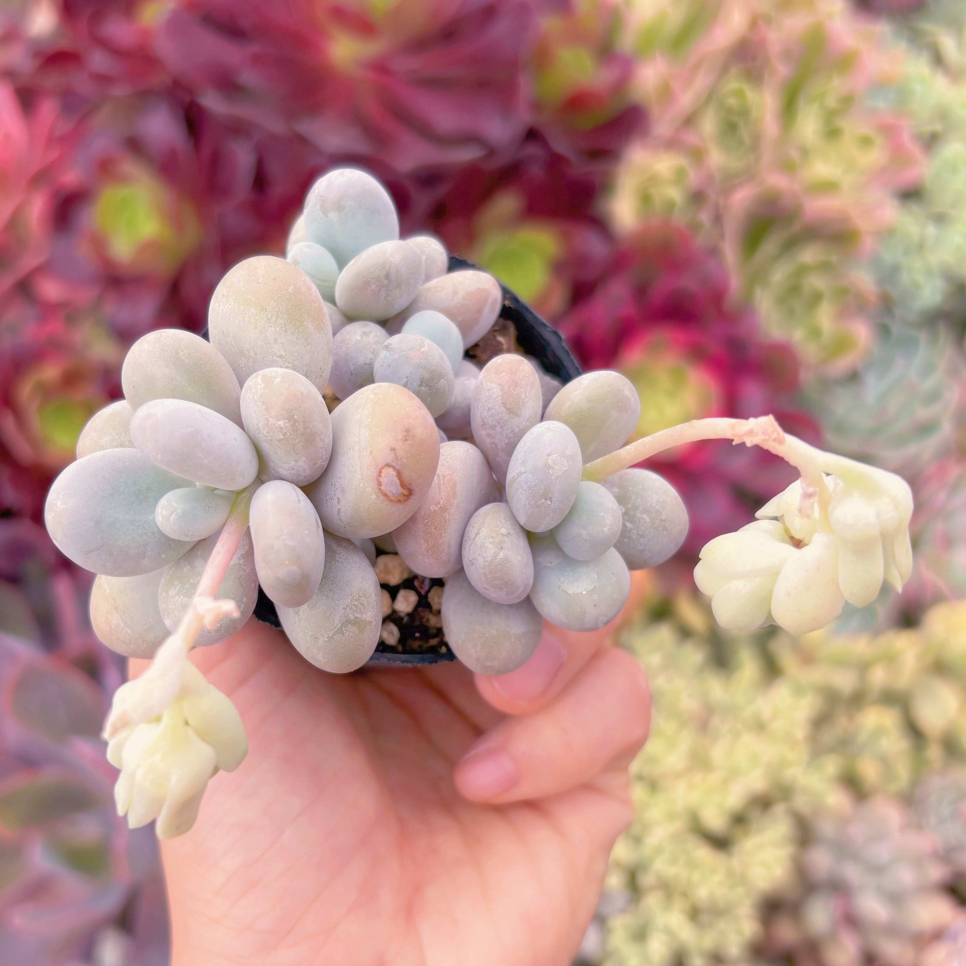 現品　エミリー#F098　古株　るる農園