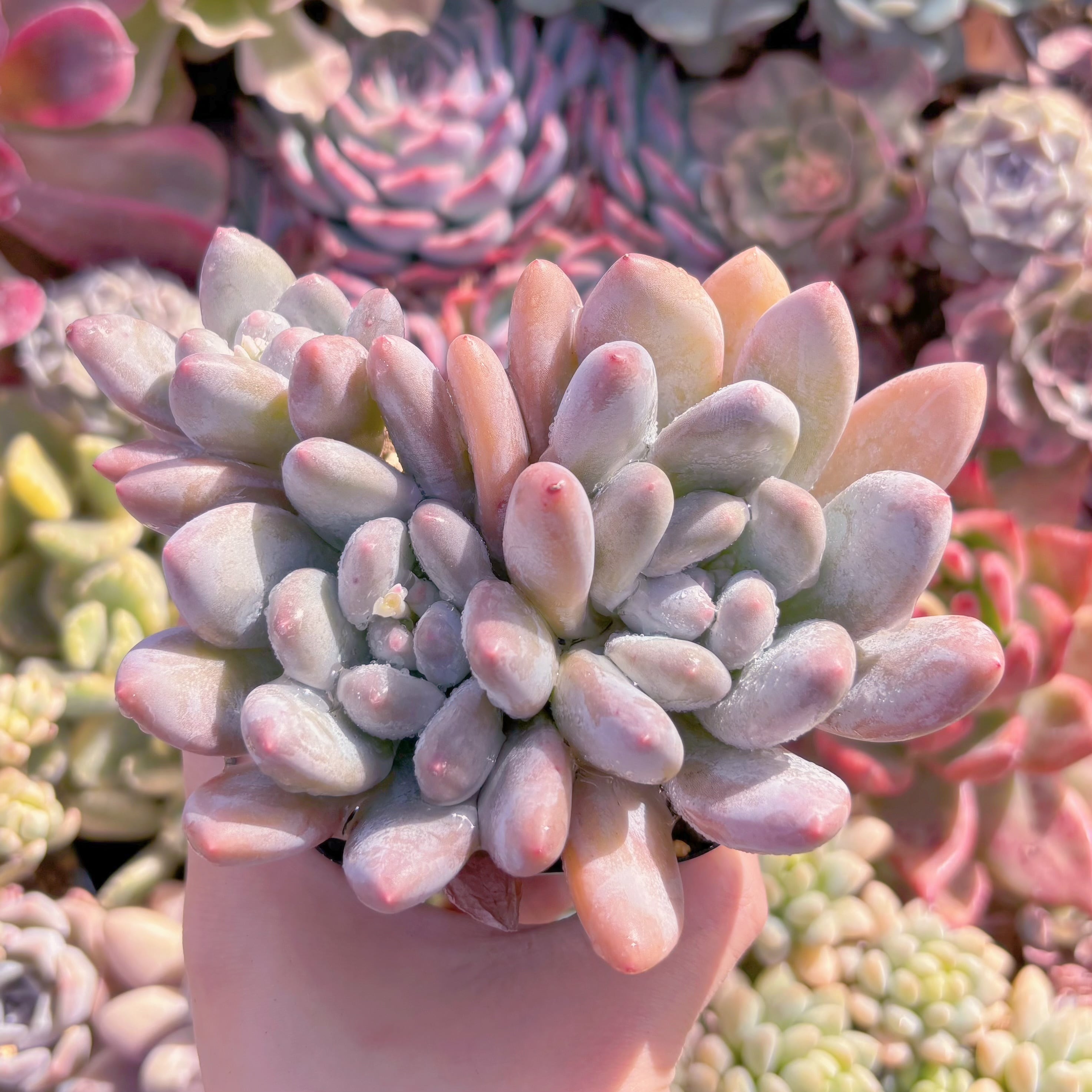 現品　香水#2160　群生　新入荷