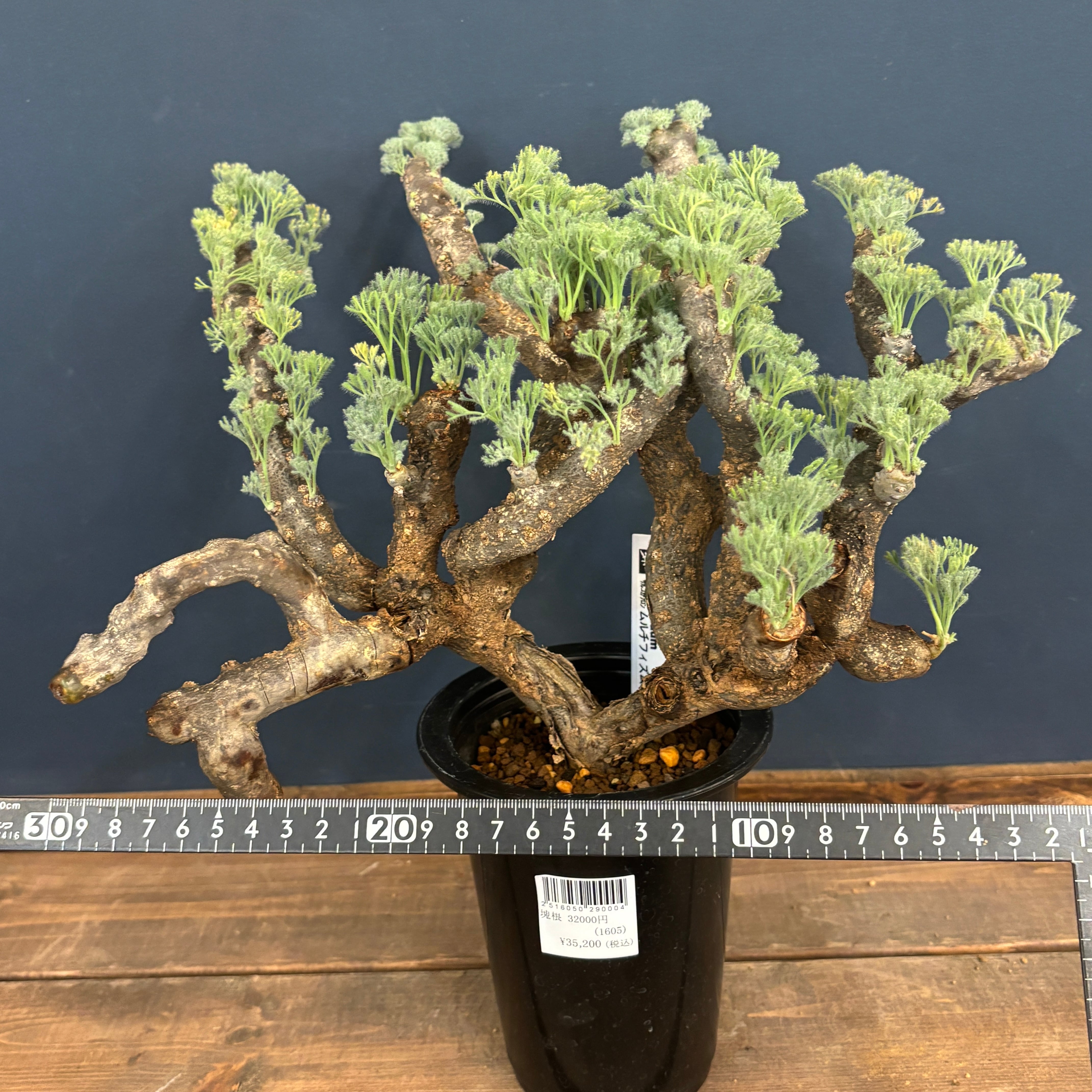 サルコカウロン ムルチフィズム 現地株 モンソニア ムルチフィダ　現地株 サルコカウロン ムルチフィズム 現地株【605】 | PROTOLEAF プロトリーフ