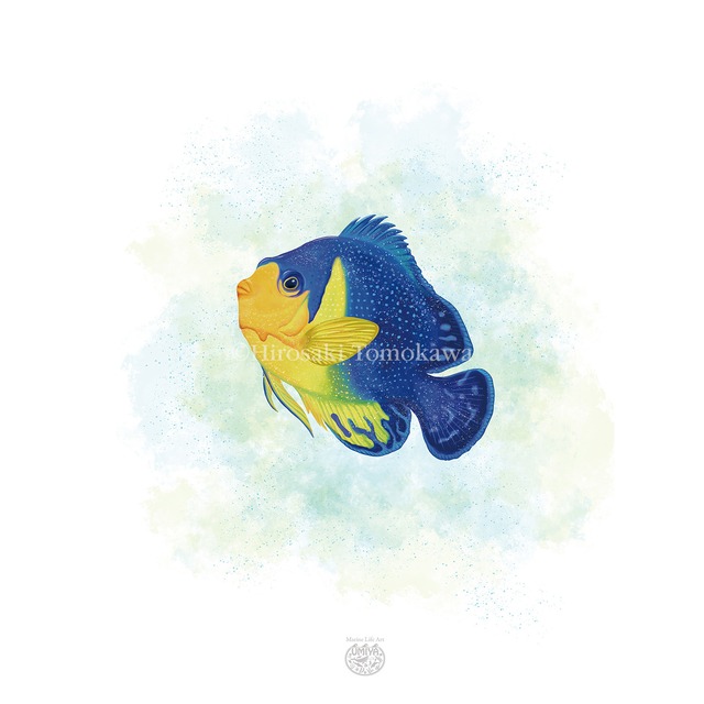 【海のいきものアートポスター／魚】スミレヤッコ