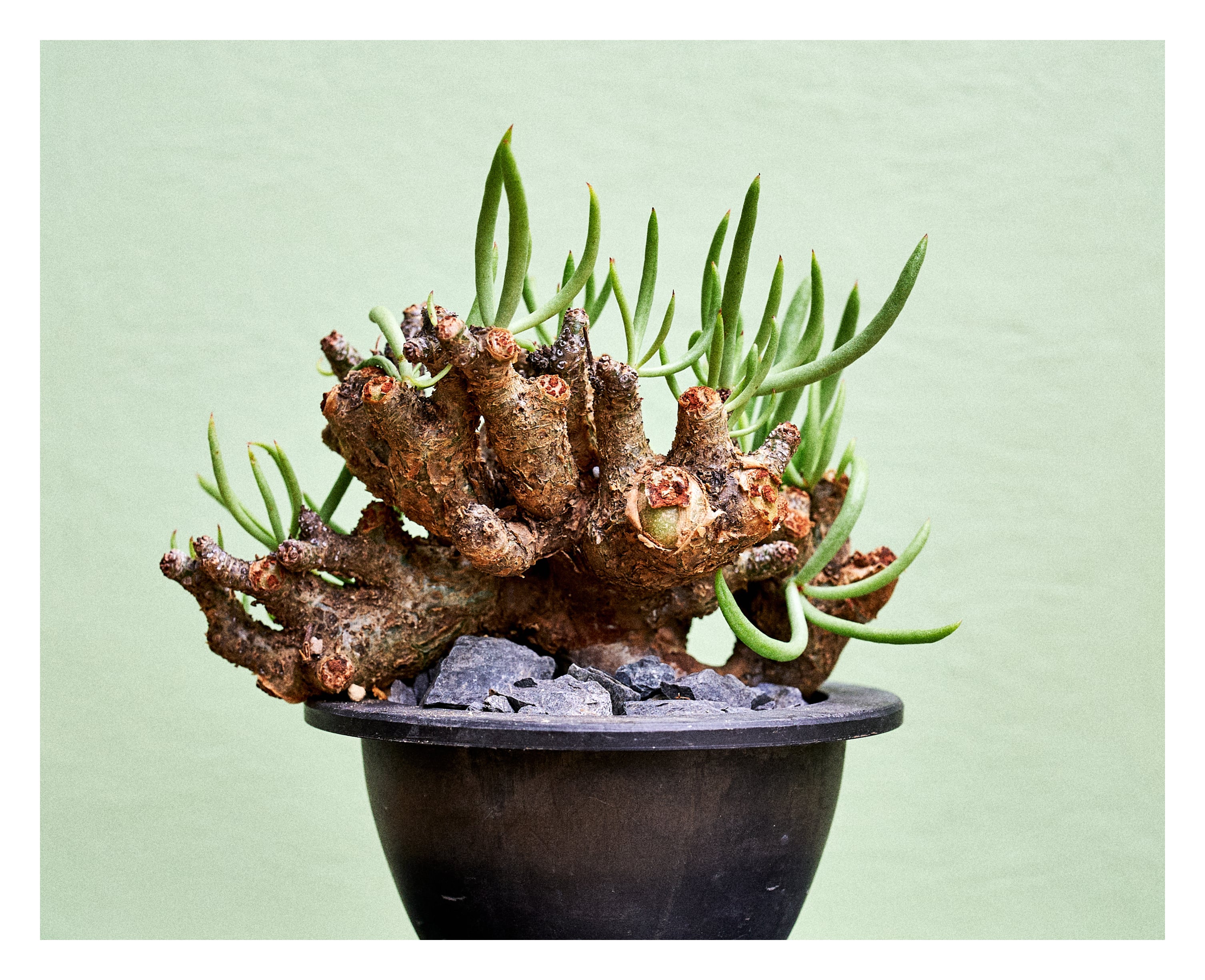 Tylecodon pearsonii チレコドン ペアルソニー（B) | いい日あたり