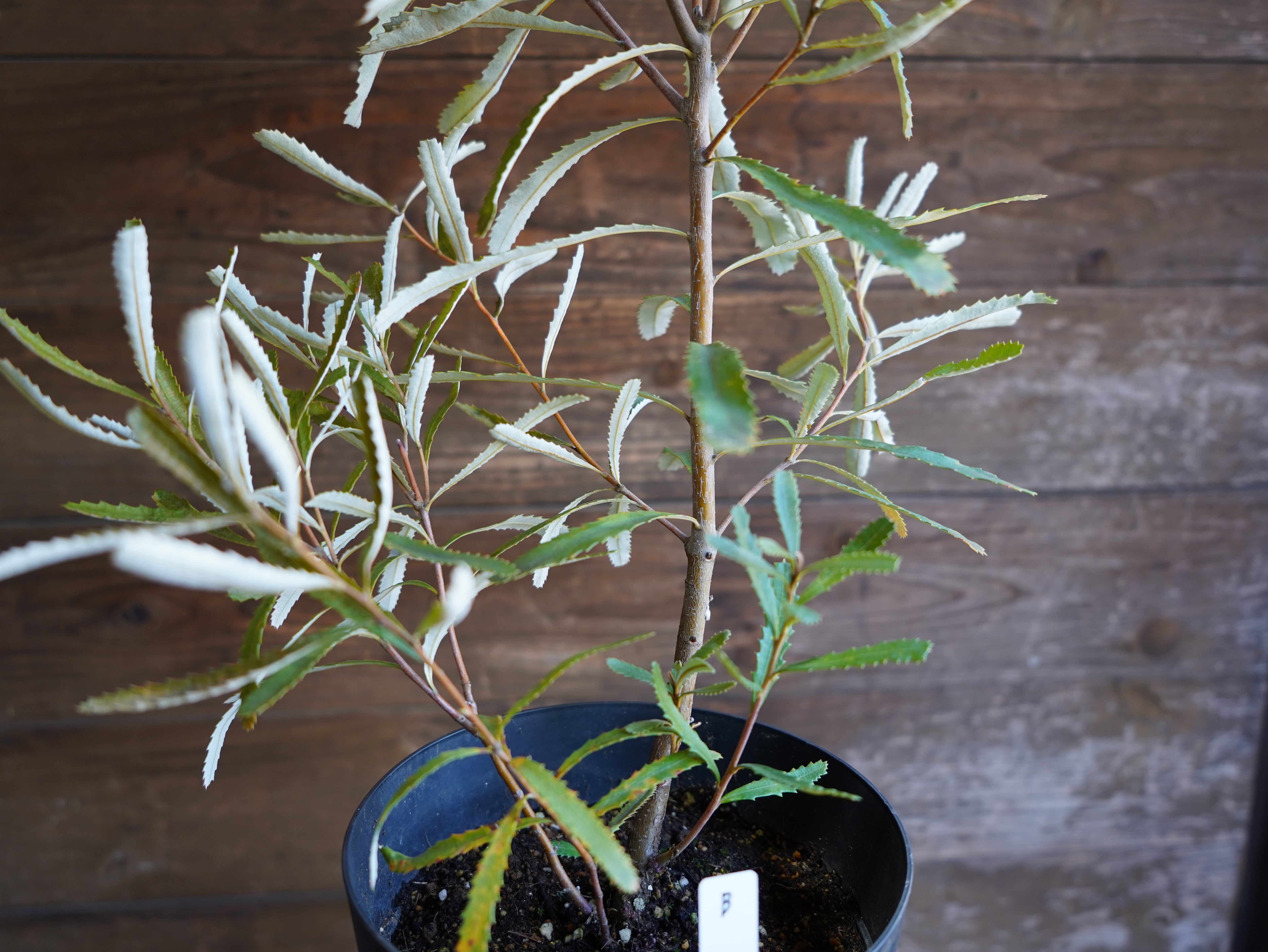 【現物】バンクシア　”オブロンギフォリア”　B