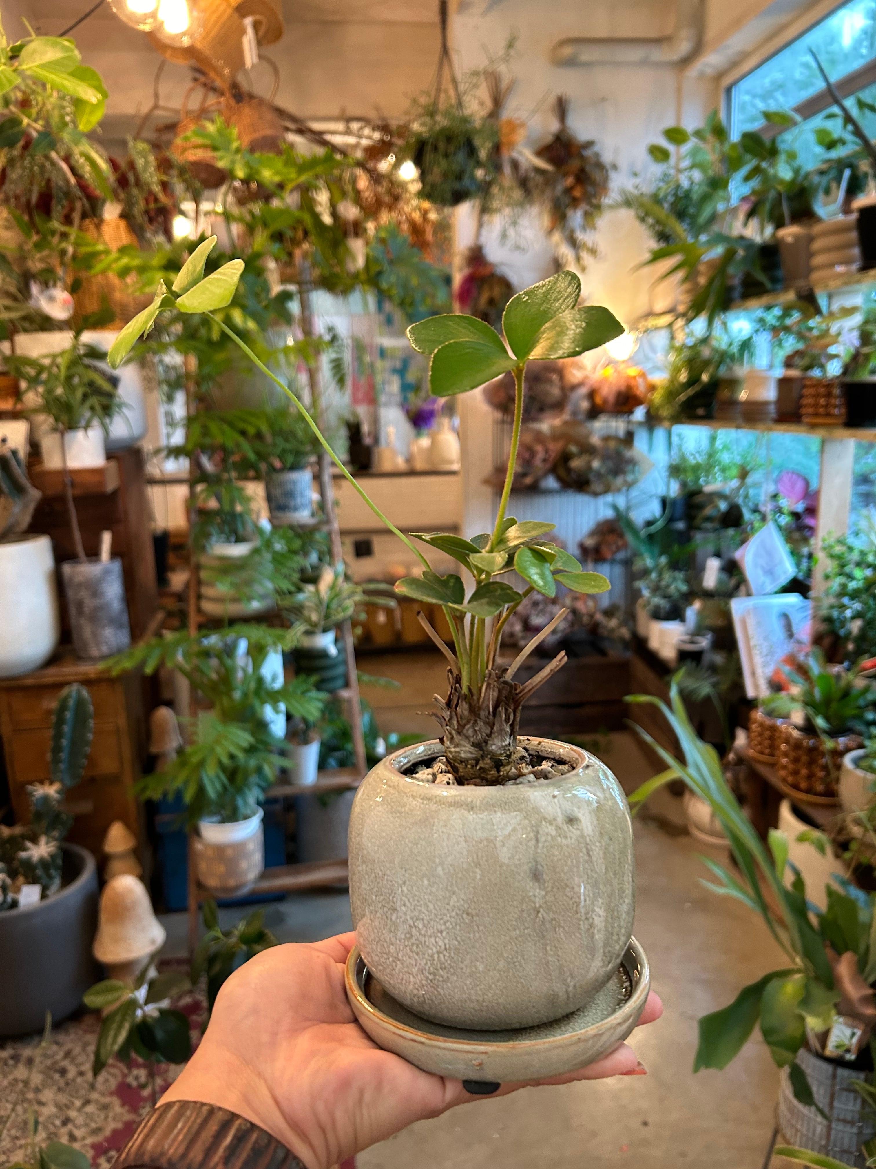 ザミア プミラ | flowershop entto&grim online