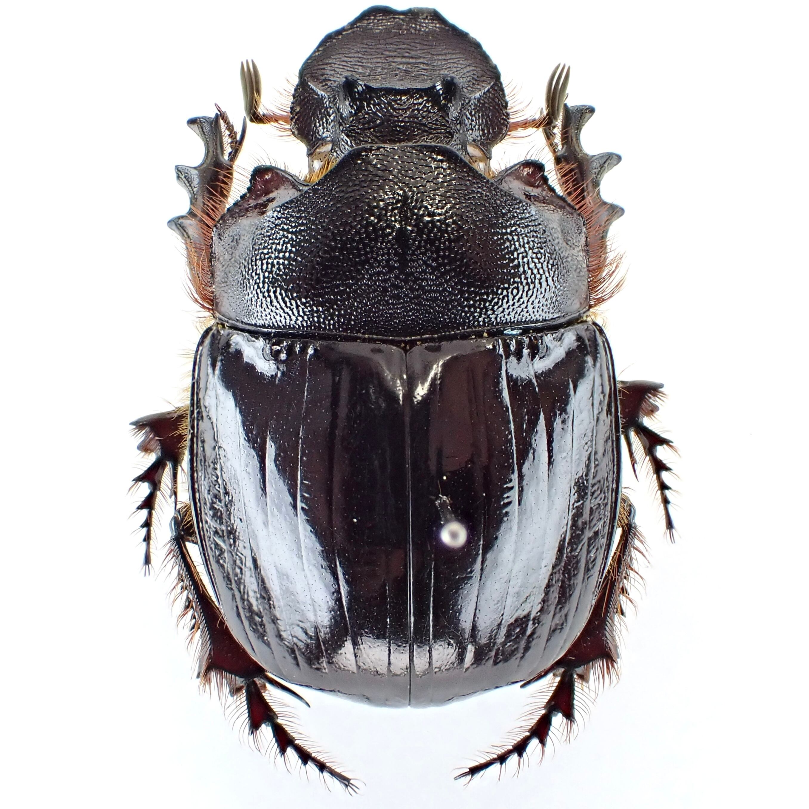 ナミビア産 Heliocopris faunus ♂ 35mm | 昆虫標本 Diggers & Rollers