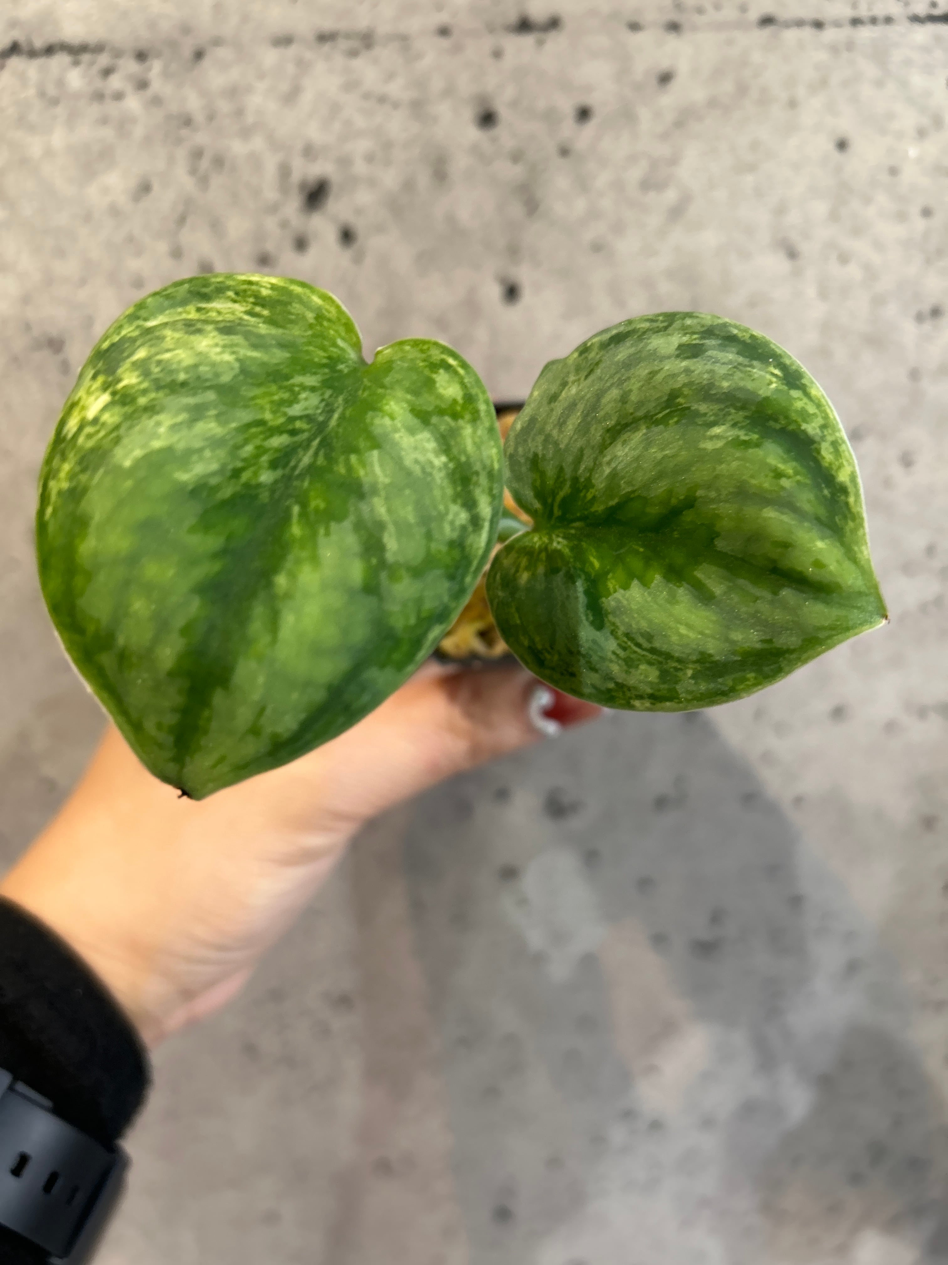 ALL ITEM | MIDORIYA 観葉植物専門店