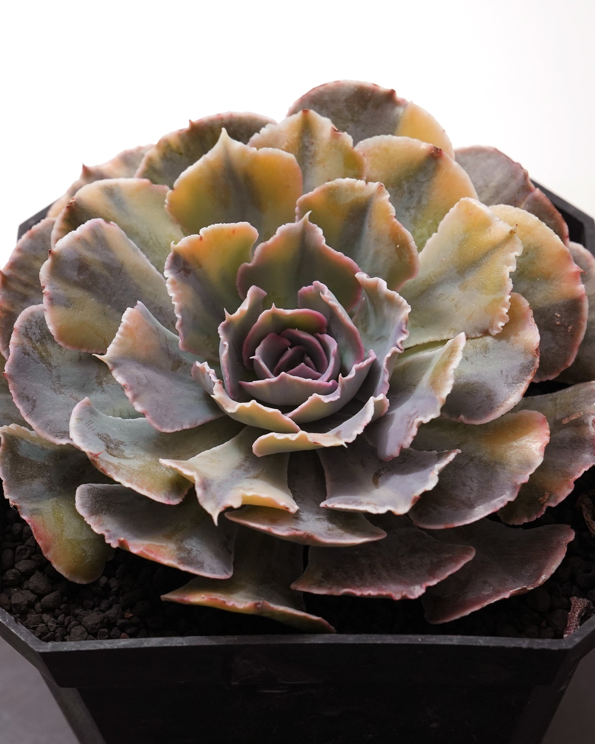 レア種・新品種 | PUKUBOOK SUCCULENTS