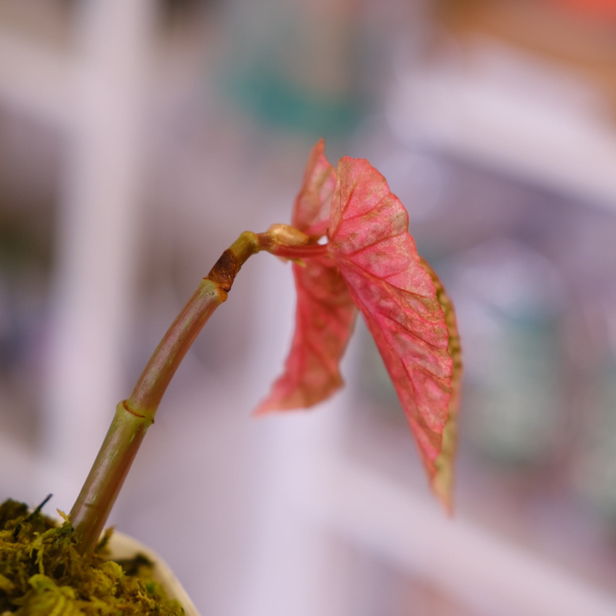 Begonia Snow Capped Variegata⑤｜ベゴニア スノーキャップド 斑入り
