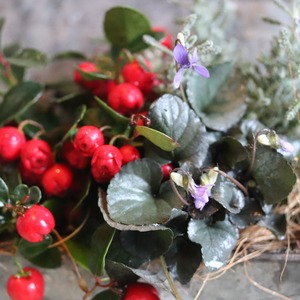 冬から春に楽しむ寄せ植え　チェッカーベリーハングポット　届いてすぐ玄関に飾れる 　プレゼントにもオススメ　