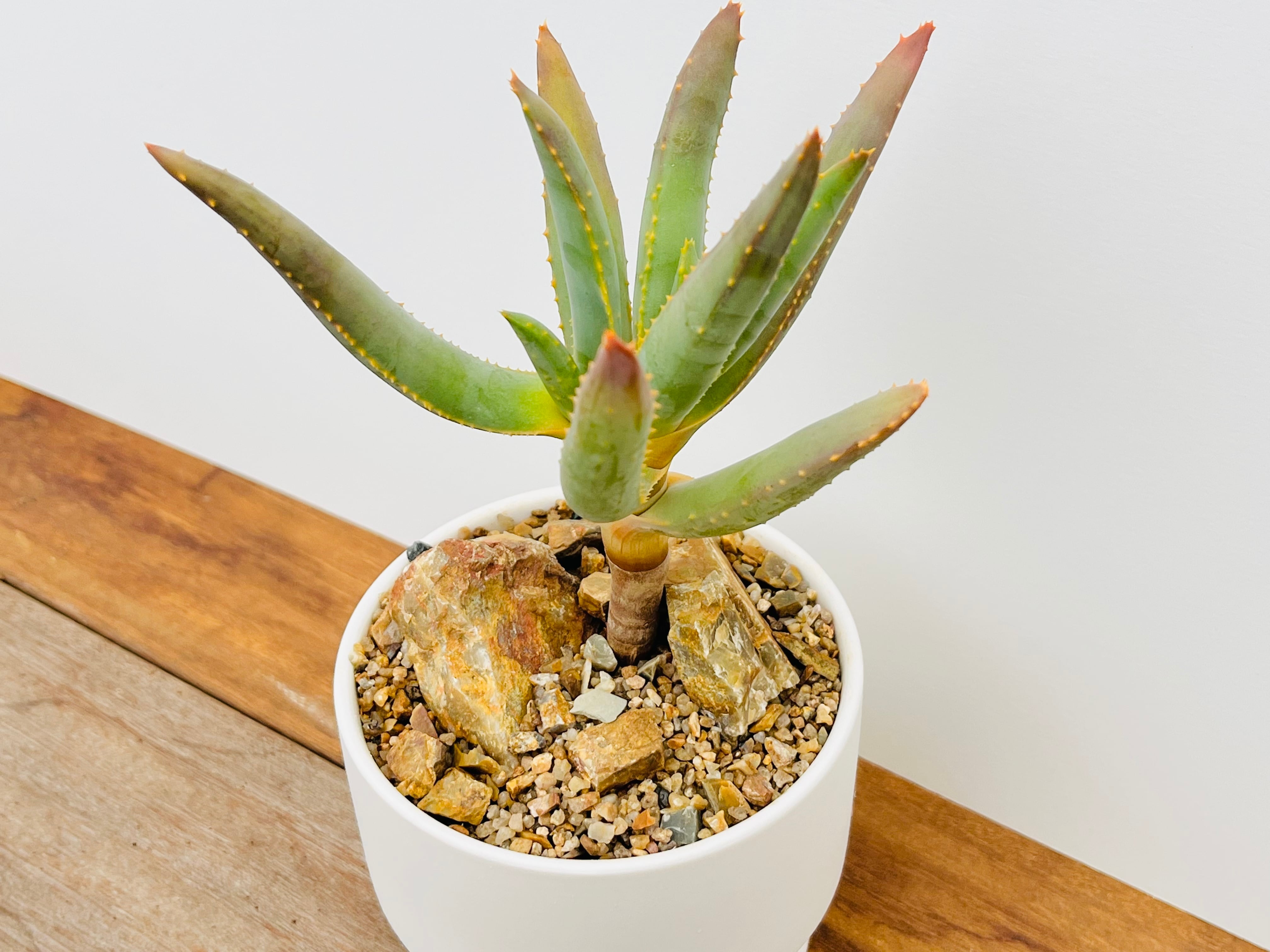 アロエ ラモシシマ（Aloe ramosissima） Multi-Branched Aloe Ramosissima For Sale Online | Planet Desert