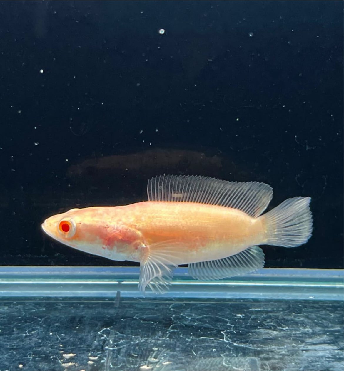 アルビノプラーチョン ショートボディ― 1匹 | アクアショップあんじゅ