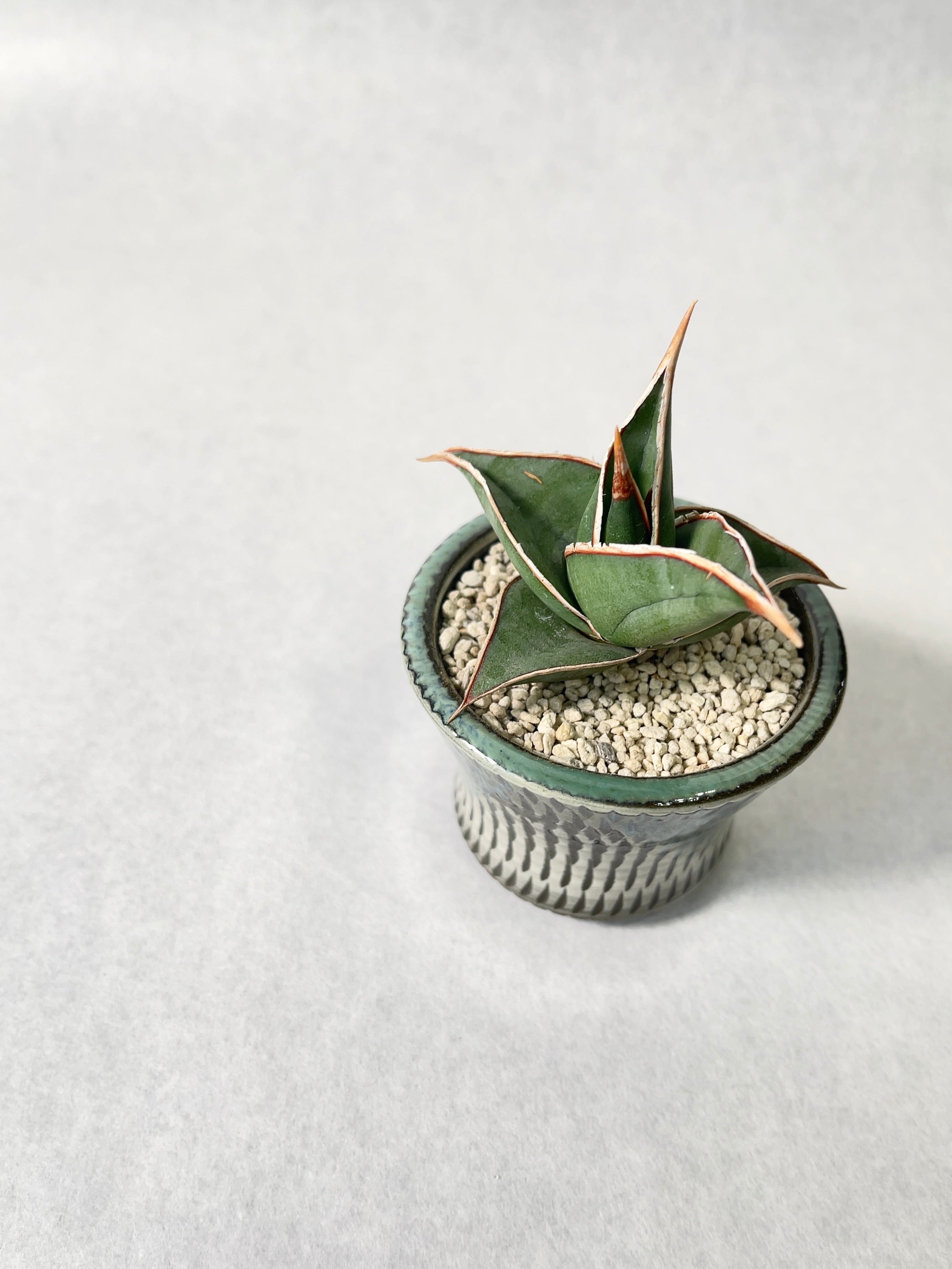 サンセベリア・ピングイキュラ | trigger