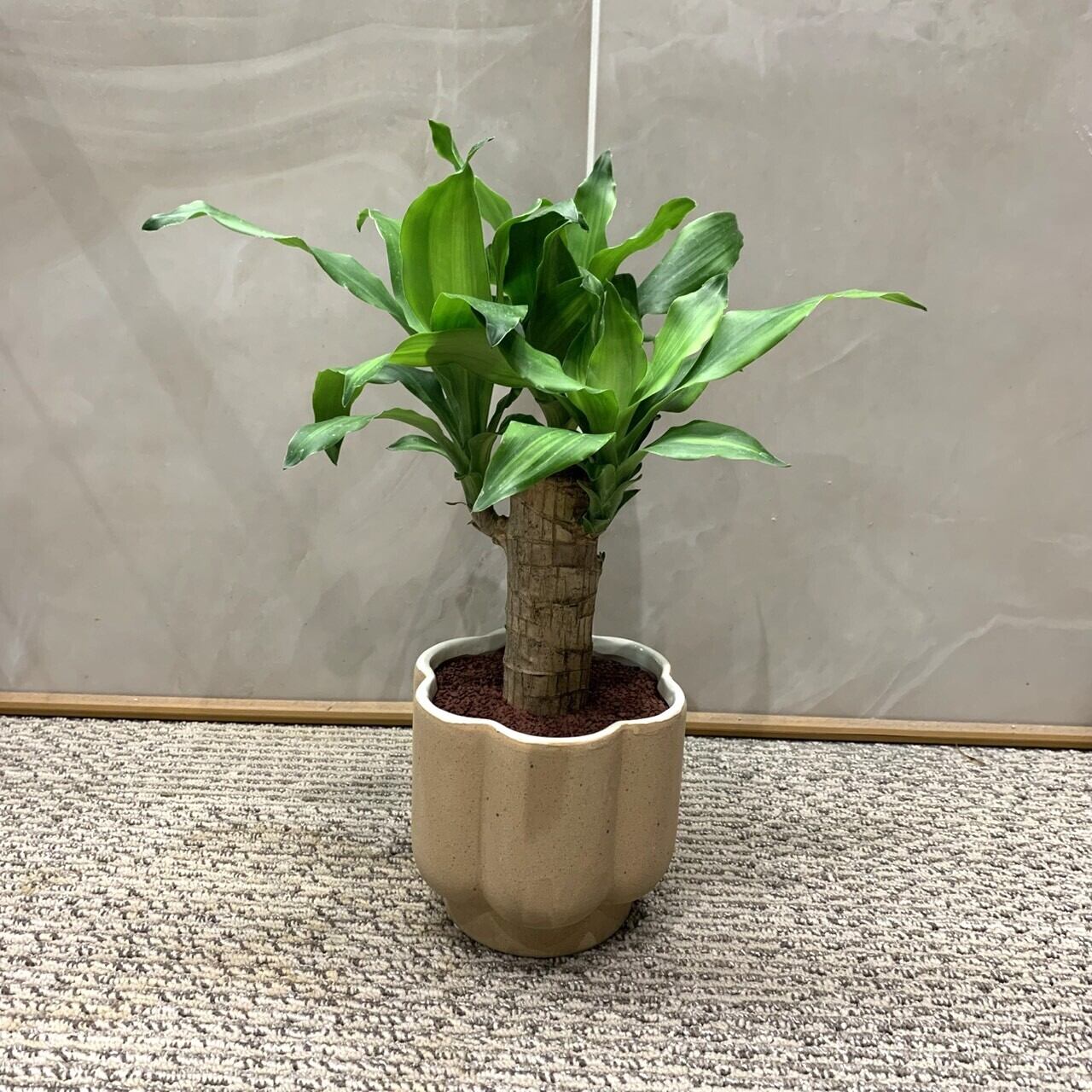 観葉植物 | フラワーギフト専門店｜conoka online shop～お花や観葉