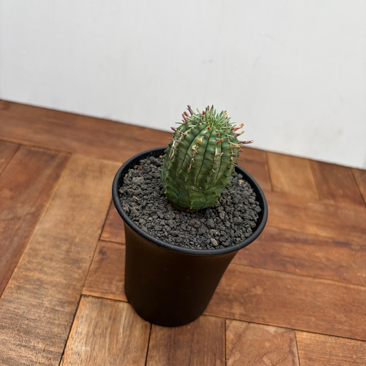 Euphorbia obesa×stellispina【ユーフォルビア・オベサ群星冠】