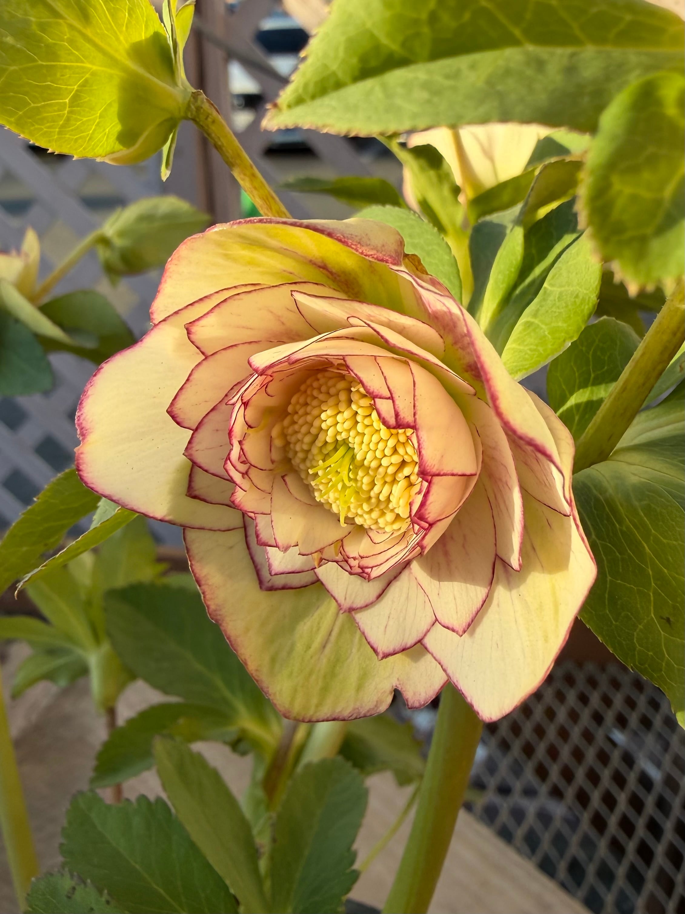 段咲き多弁グラデーション 加藤農園 クリスマスローズ【Ka97】送料無料