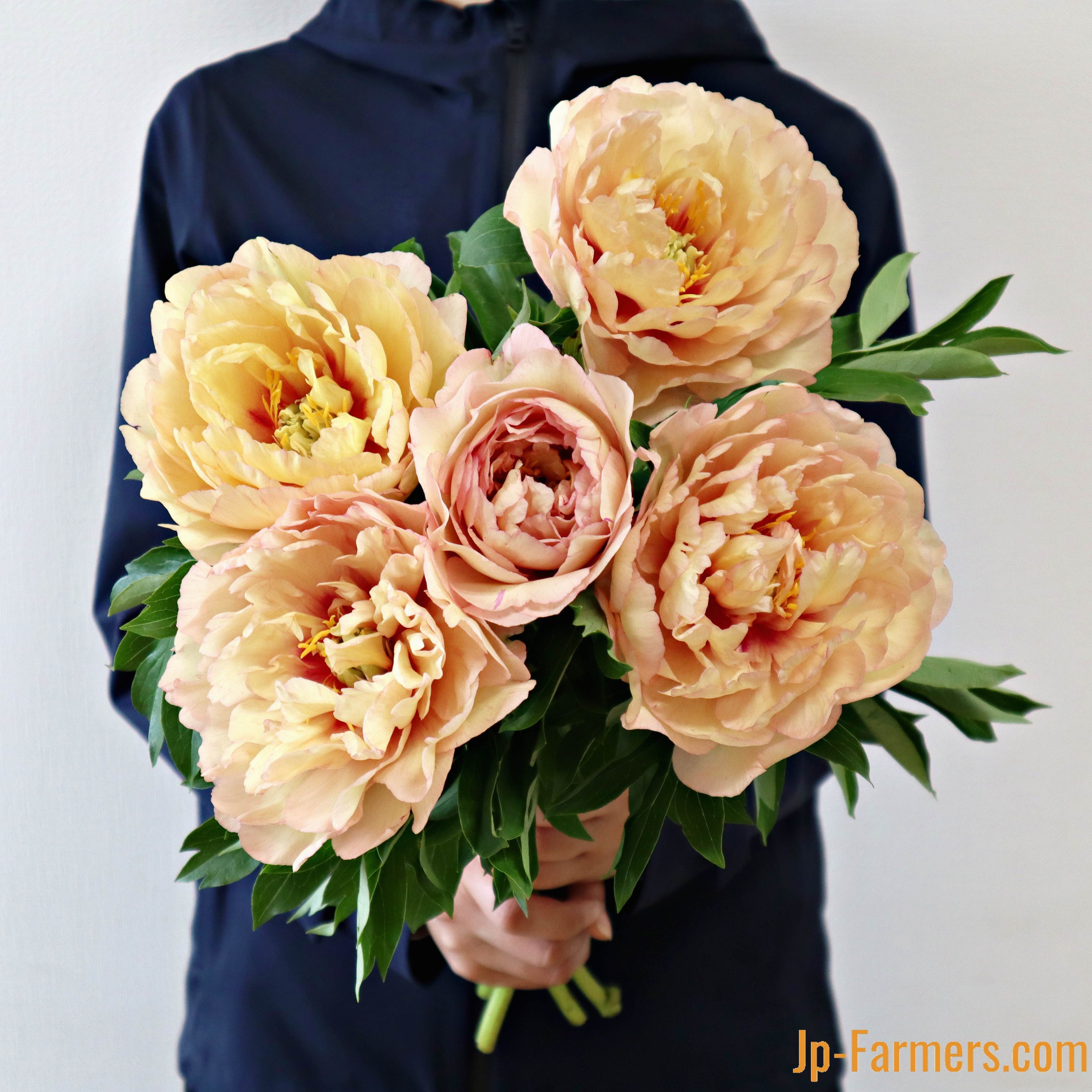 シャクヤク | 新鮮お花問屋 Jp-Farmers.com