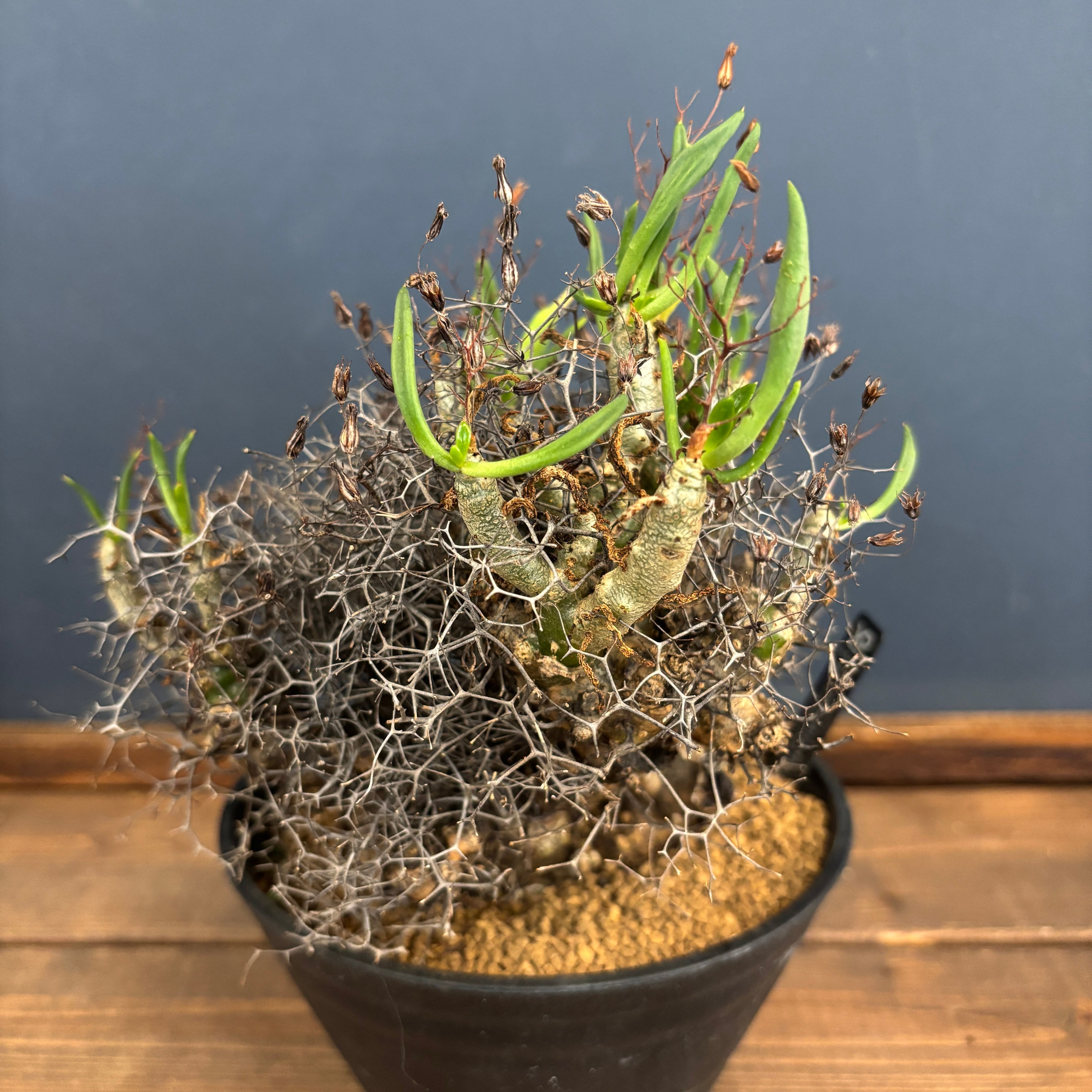 チレコドンレティキュラータス 万物想 美株 チレコドン レティキュラータス 万物想【834】 | PROTOLEAF プロトリーフ