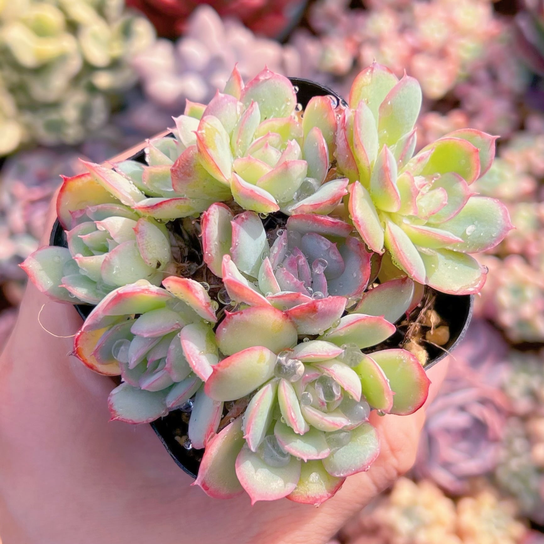 現品　ストロベリーアイス#658    古株   るる農園