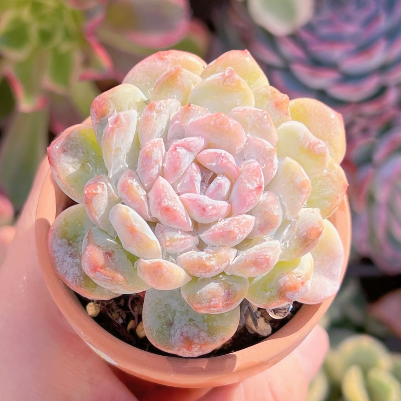 現品　ドライアイス#3005   るる農園