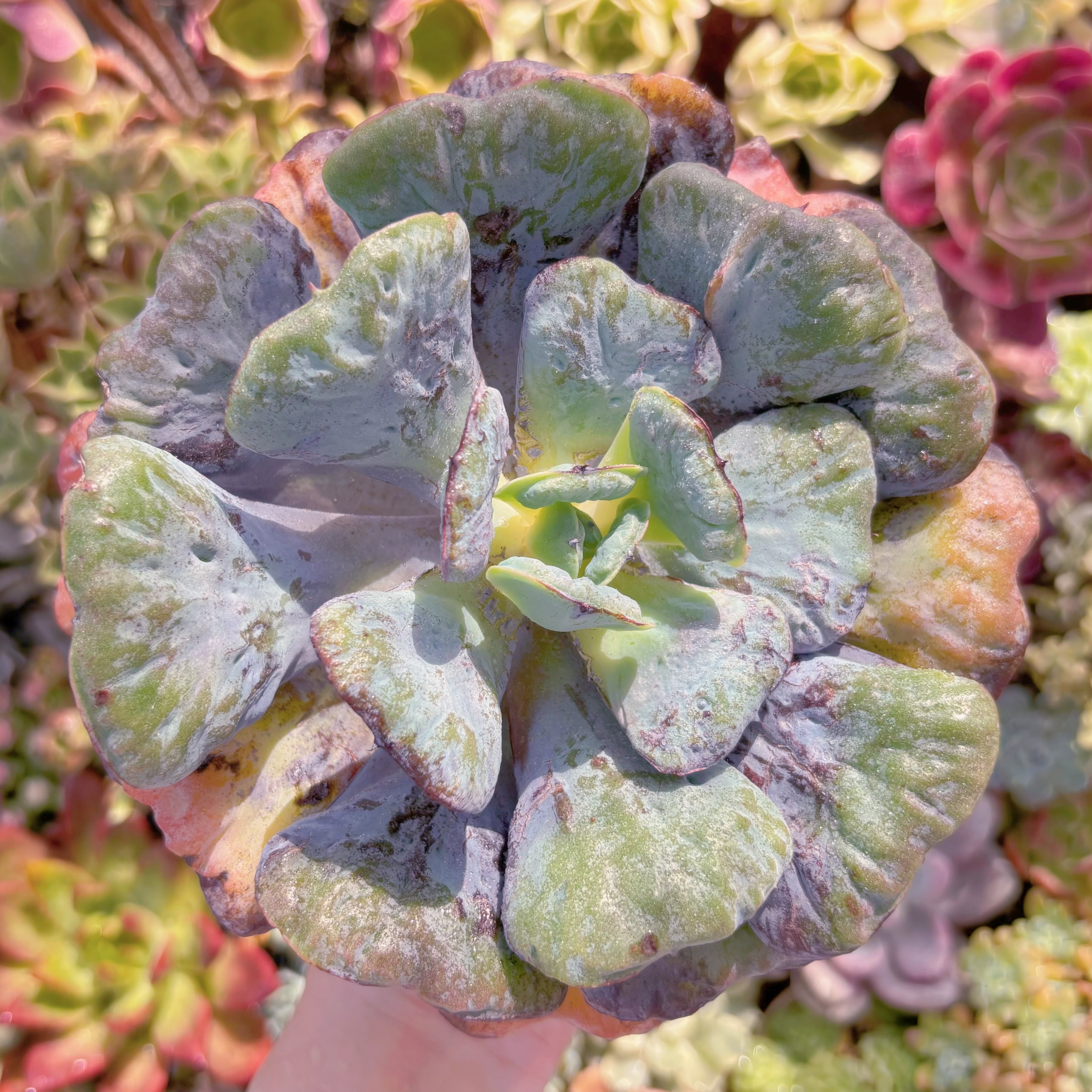 多肉植物　ハートディライト　大苗　新入荷　るる農園