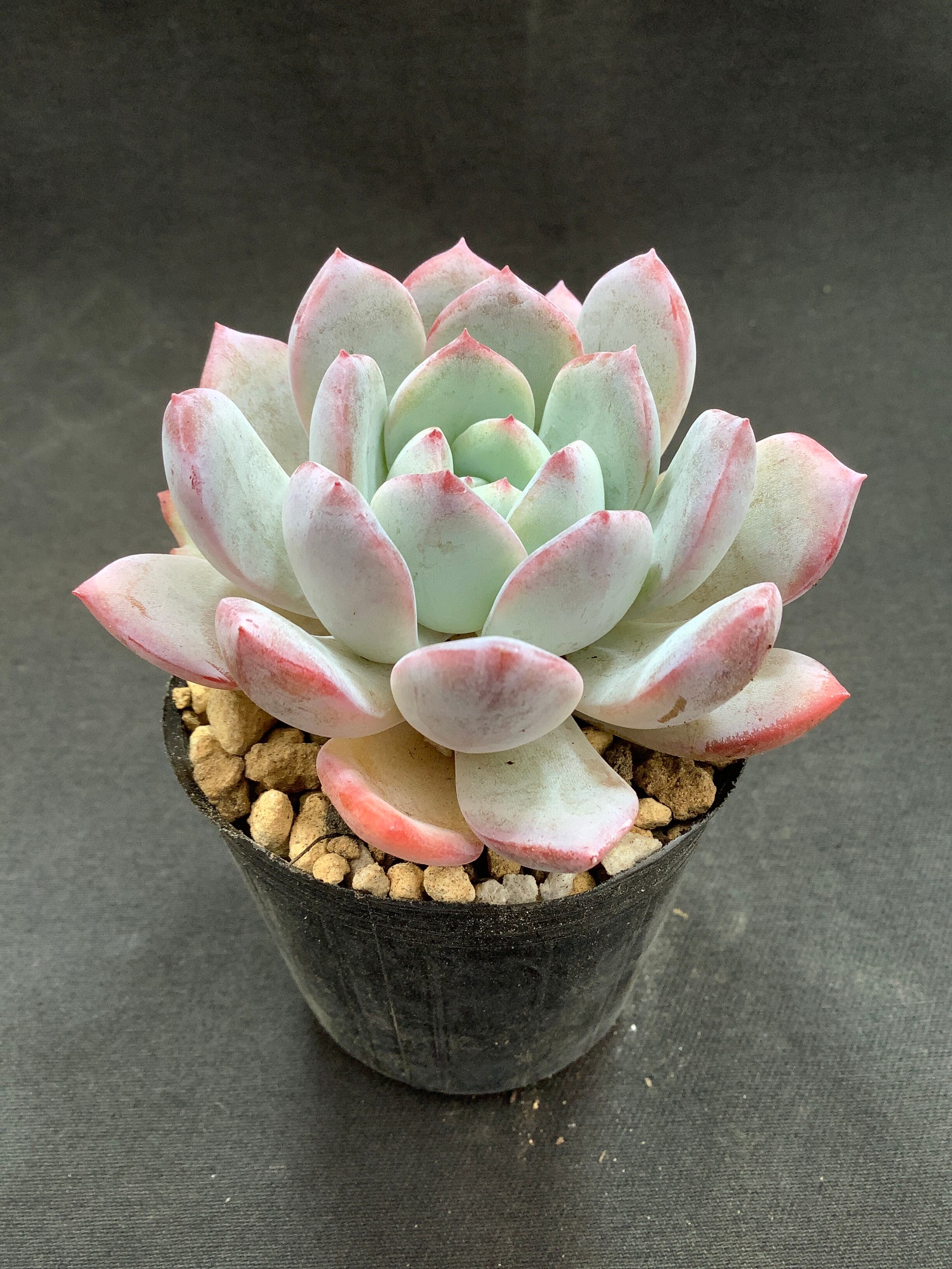 多肉アンさん苗✨リリス✕ラウイ❤️ 多肉アンさん苗✨リリス✕ラウイ❤️