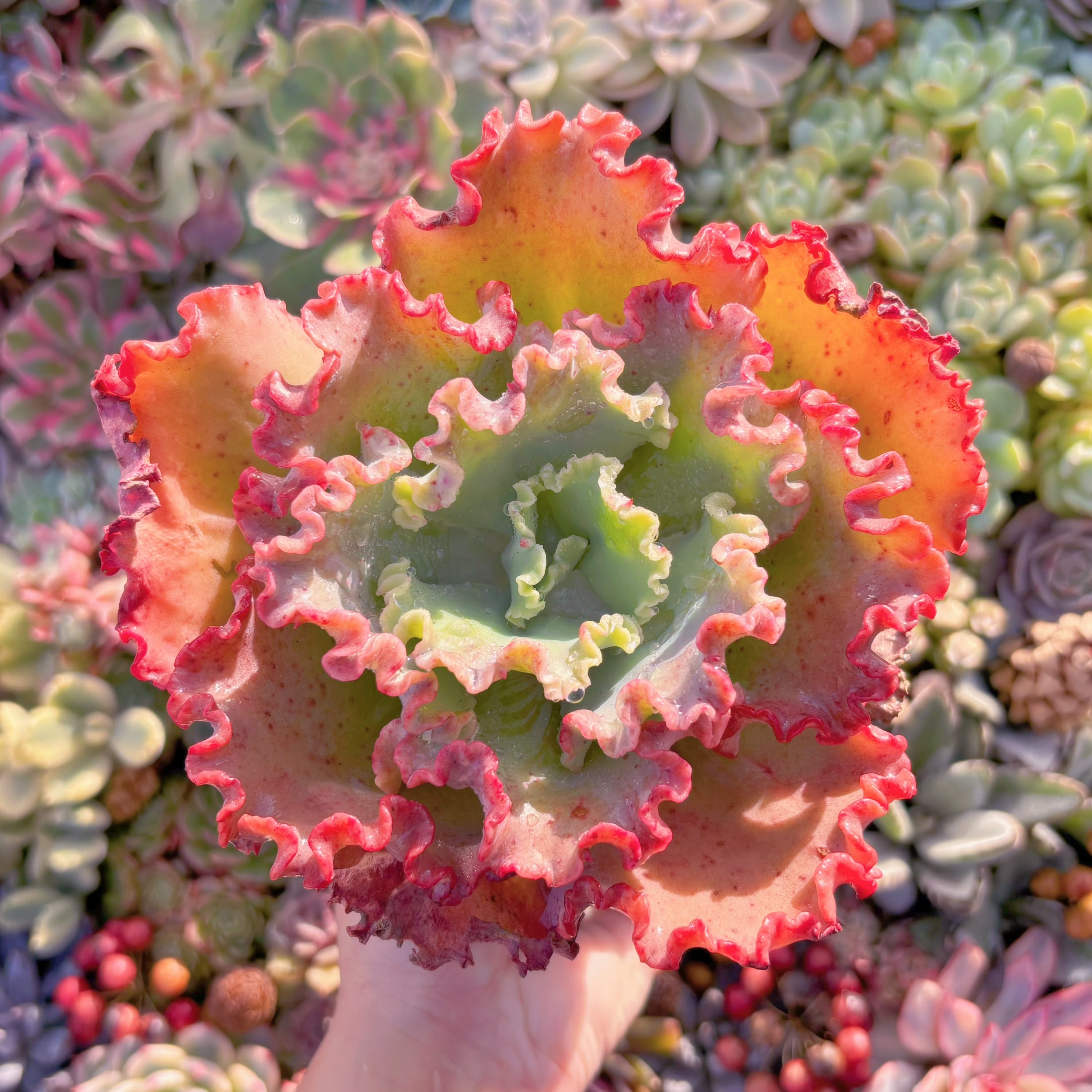 多肉植物　女王の花笠　特大苗　新入荷　るる農園
