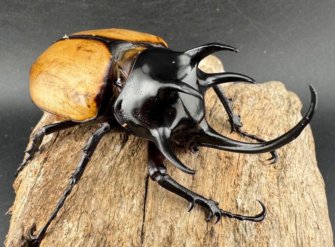 【WD】《ゴホンツノカブト原名亜種 ラオス産 75mm ペア》