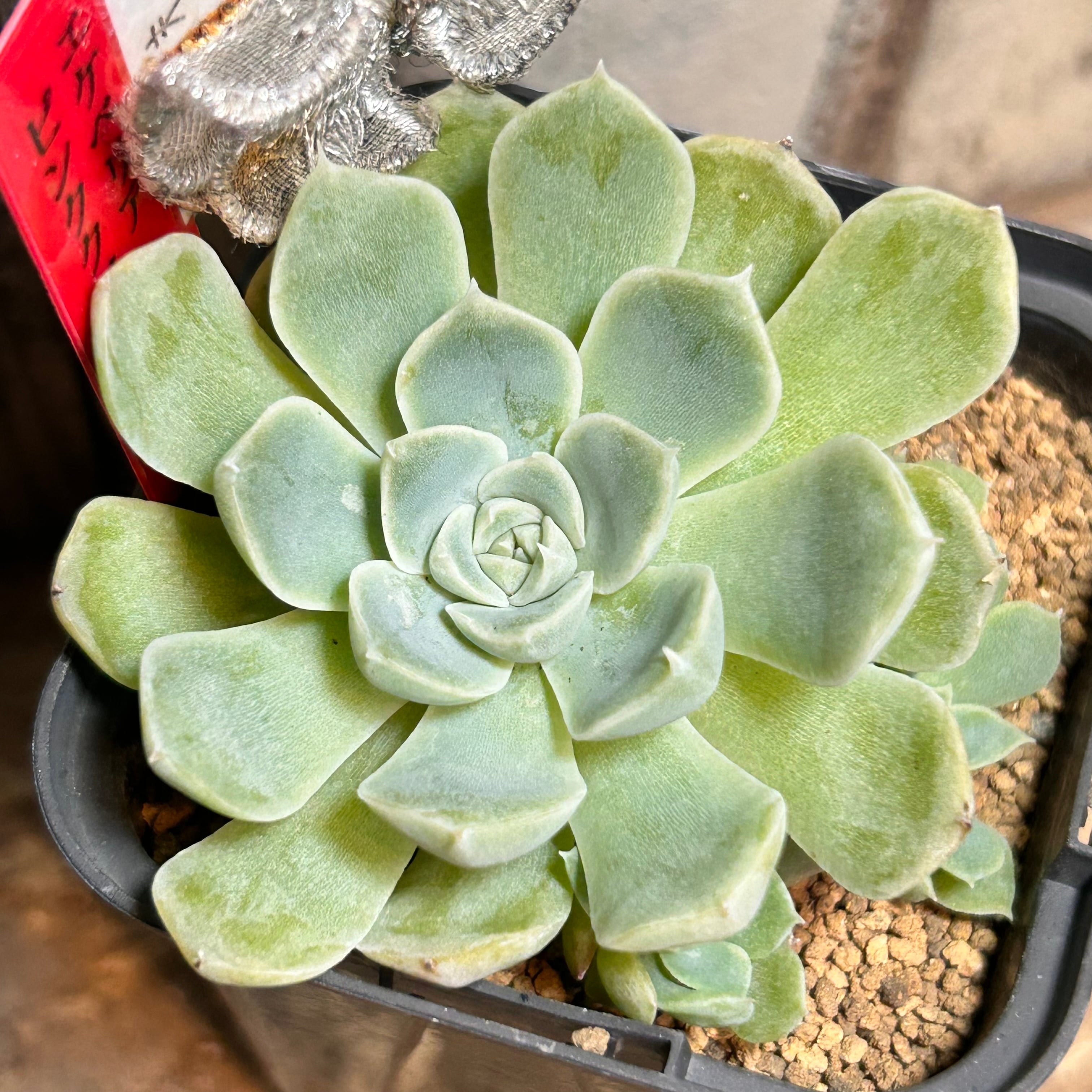 赤富士錦 | RuPo 多肉植物専門店
