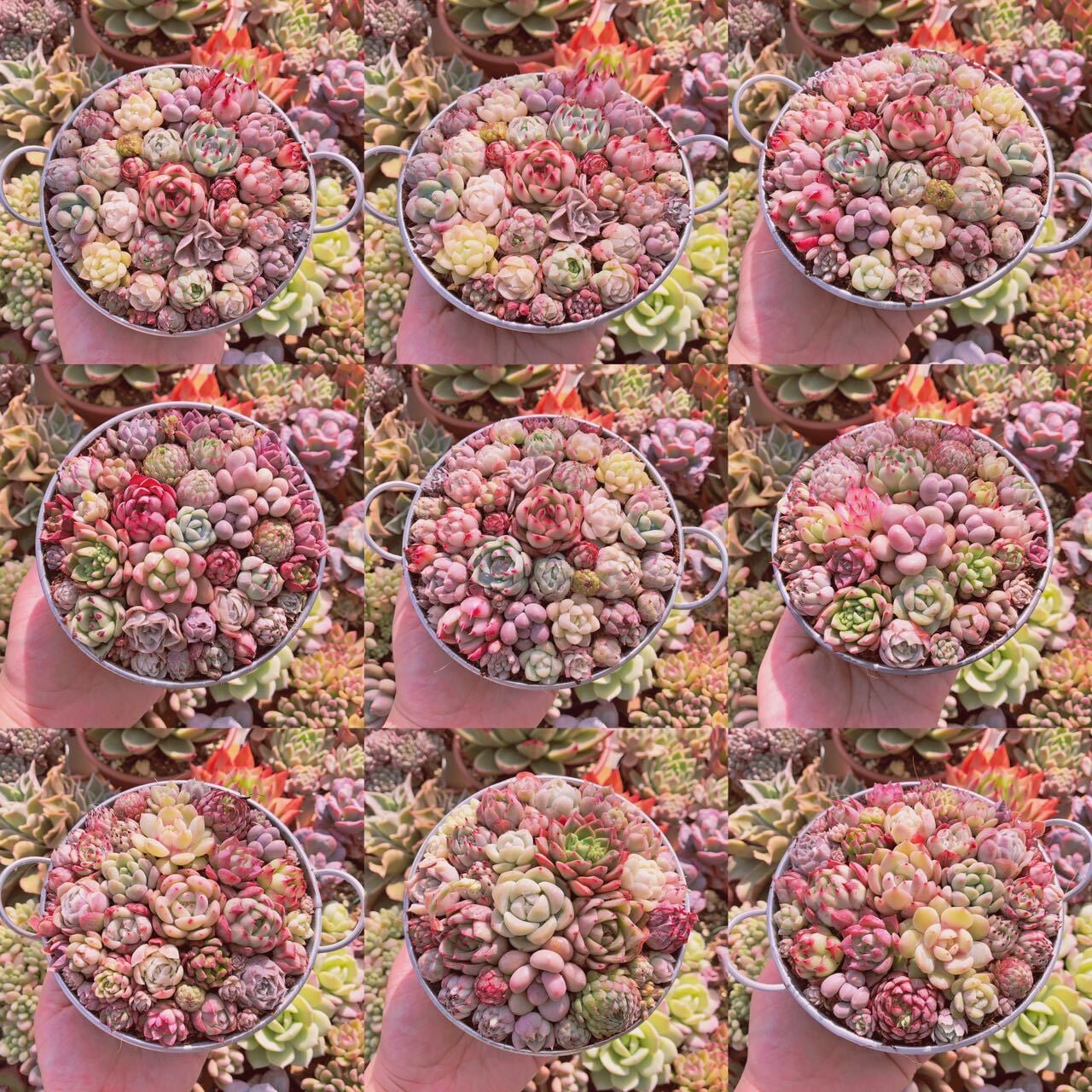 寄せ植え用セット るる農園 | るる農園~多肉植物専門