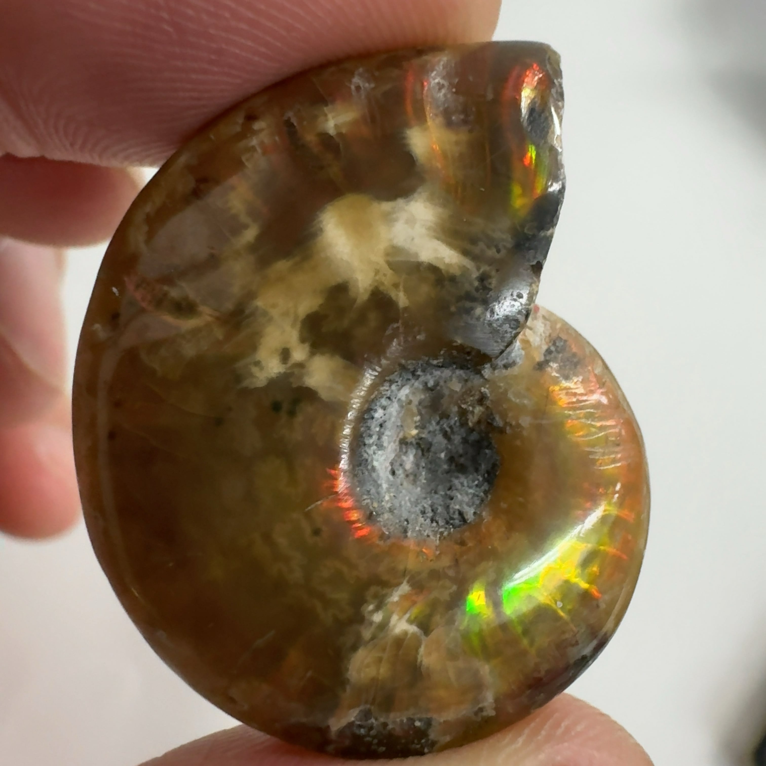 化石]アンモナイト（菊石） | クリスタル・ワールド御徒町店