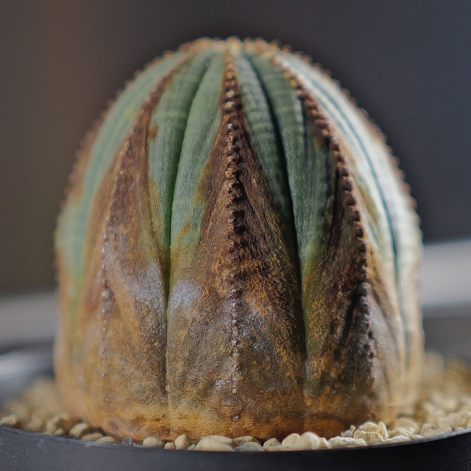 ユーフォルビア オベサ アロータイプ木質化 大株 美株 雌株 Arrowタイプ】木質化 Euphorbia Obesa ユーフォルビア オベサ