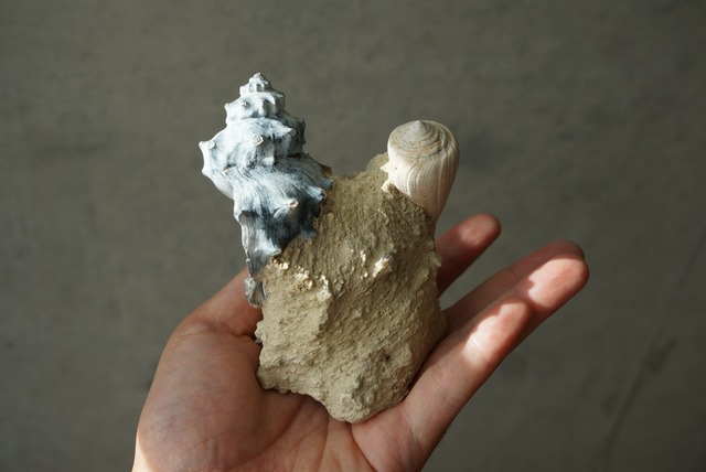 フランス産巻貝化石 Gastropod Fossil 1446