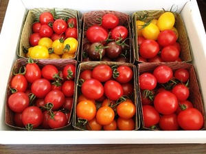 トマトの食べ比べセット (約800g) 12品種バージョン