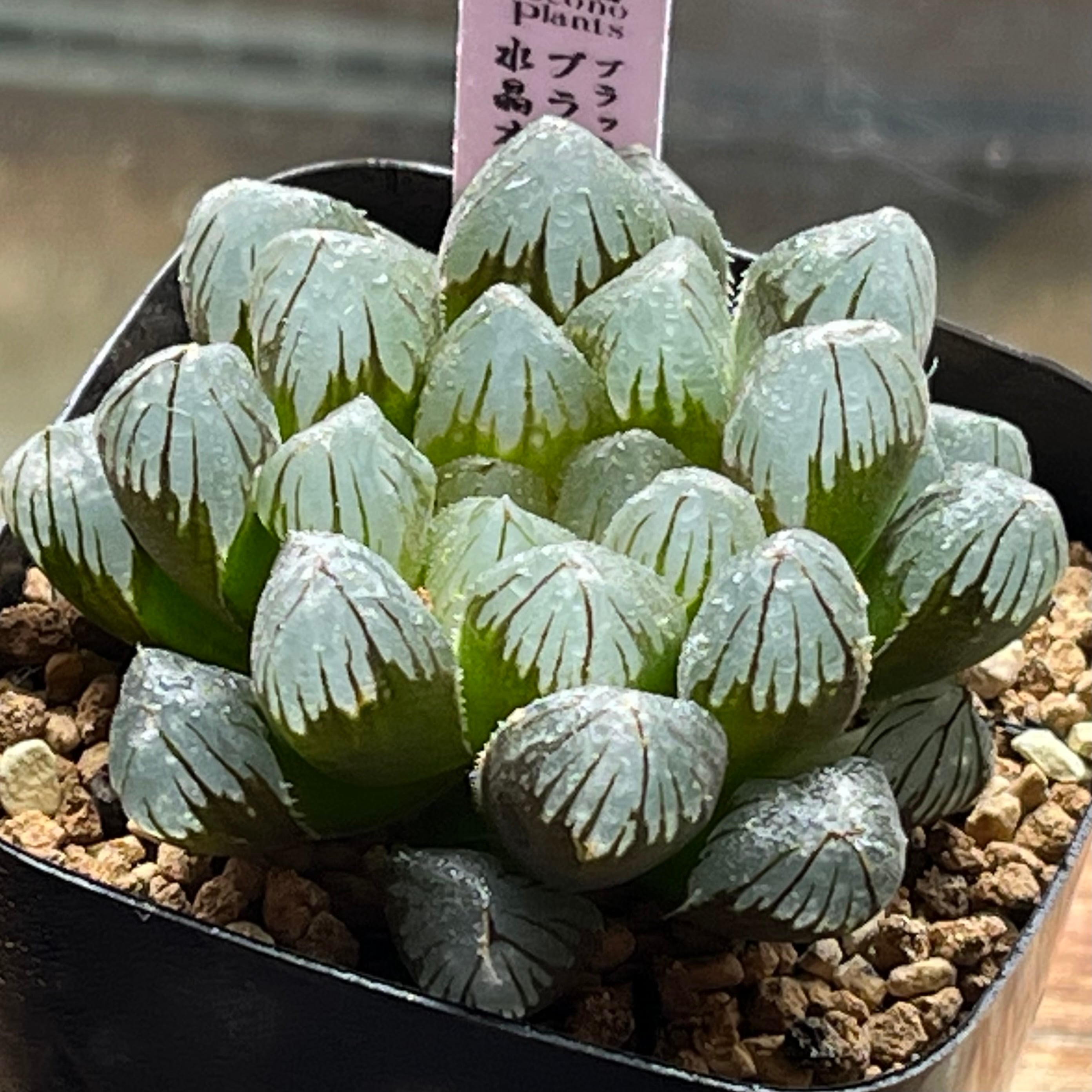 オブツーサ系 | mocono_plants