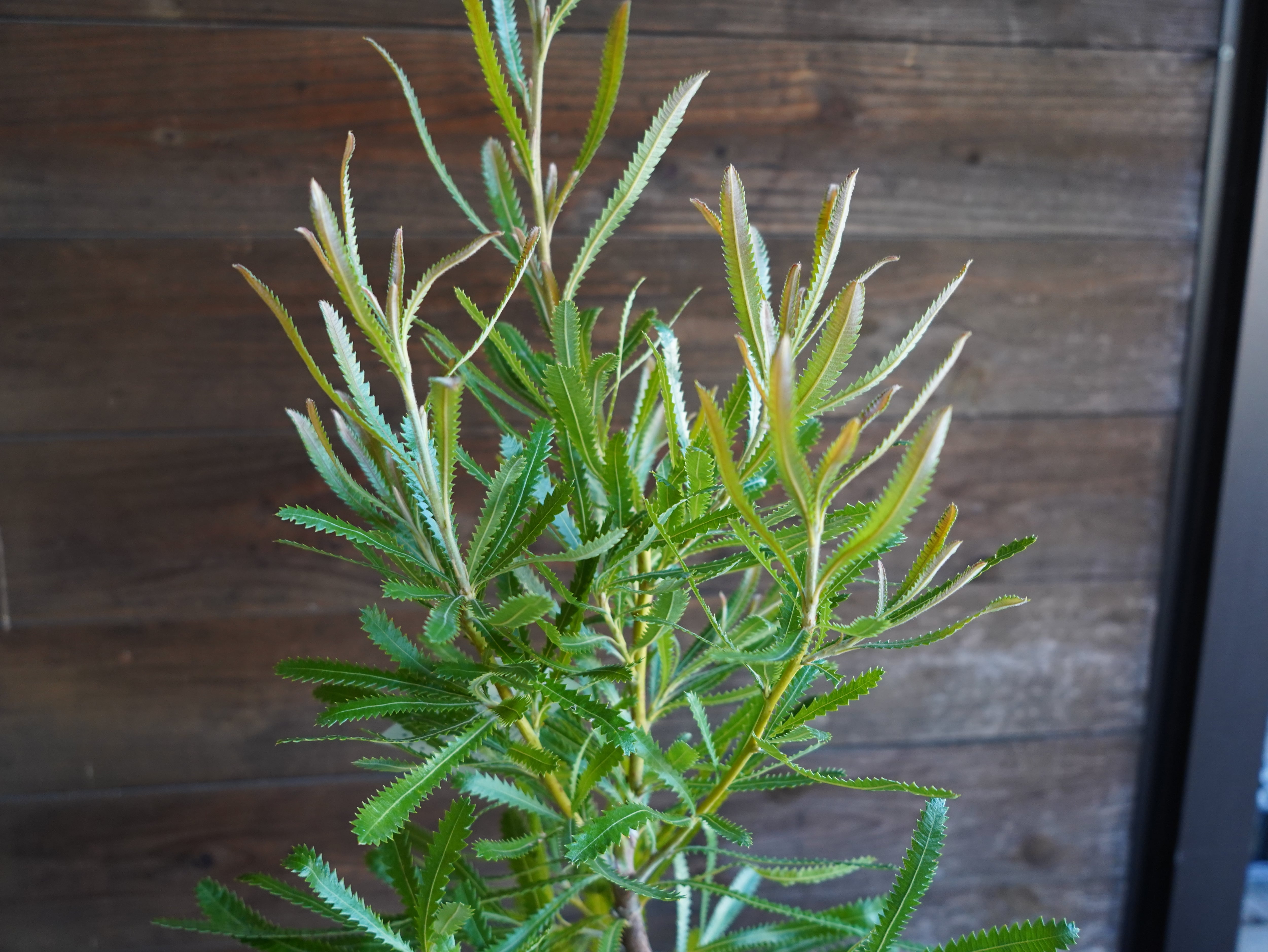 【現物】バンクシア ”アエムラ” 6号 B